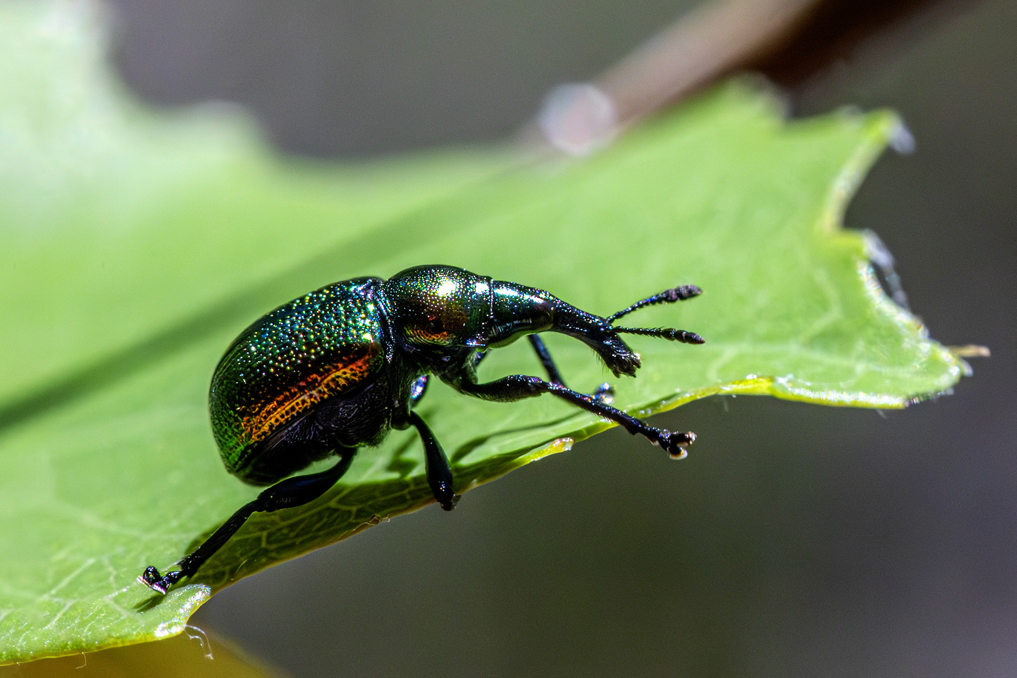 Aspen Leaf-rolling Weevil (Byctiscus populi)