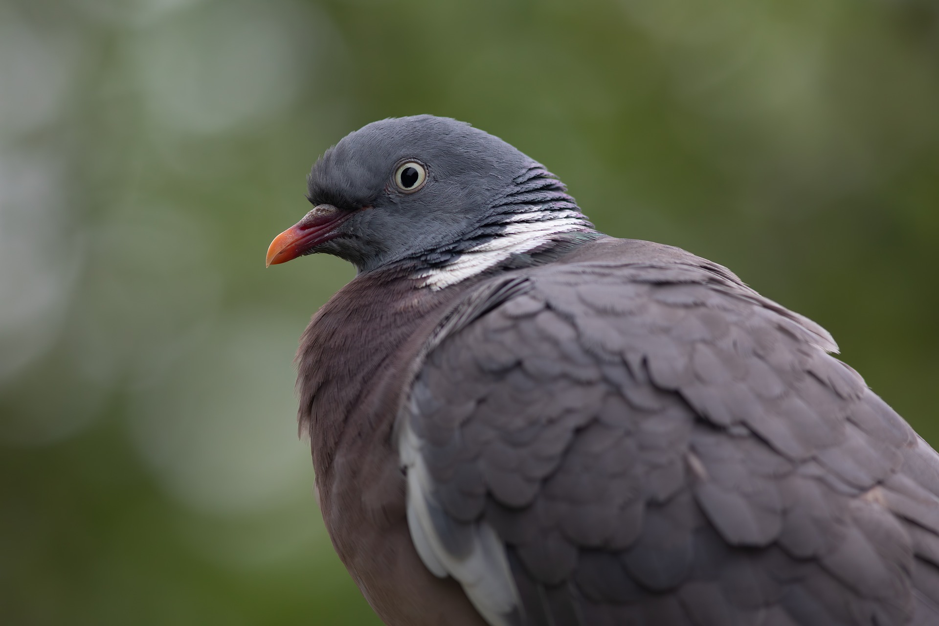 Common wood pigeon, Pigeon, Bird image (Columba palumbus)