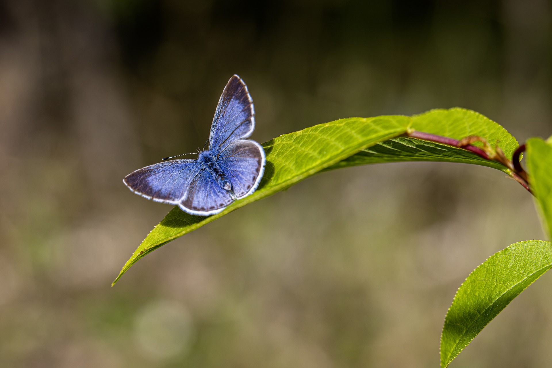 Holly blue (Celastrina argiolus)