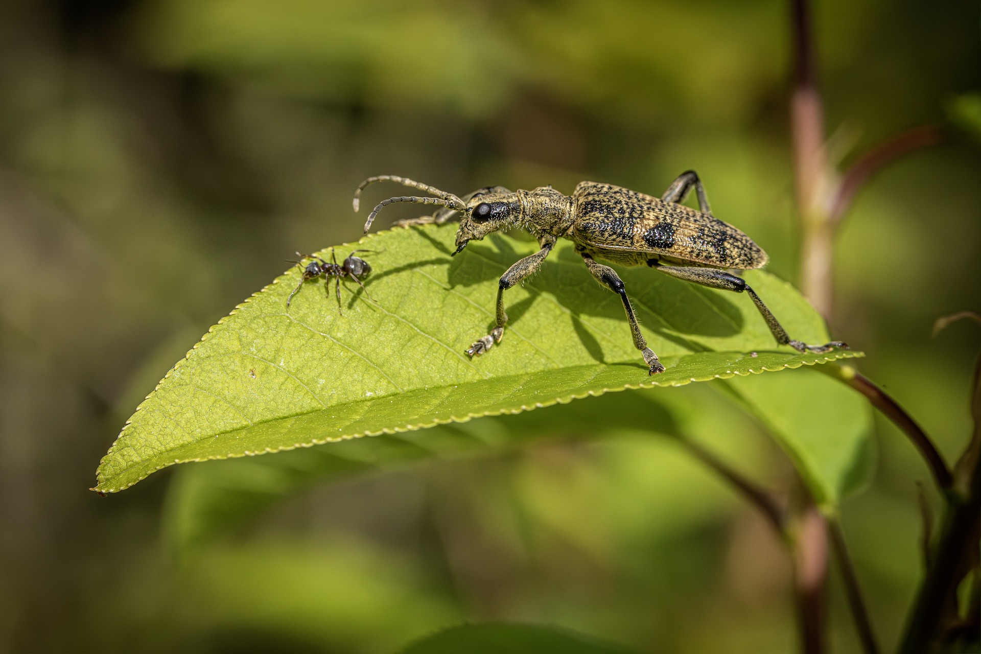 Black-spotted longhorn beetle(Rhagium mordax)