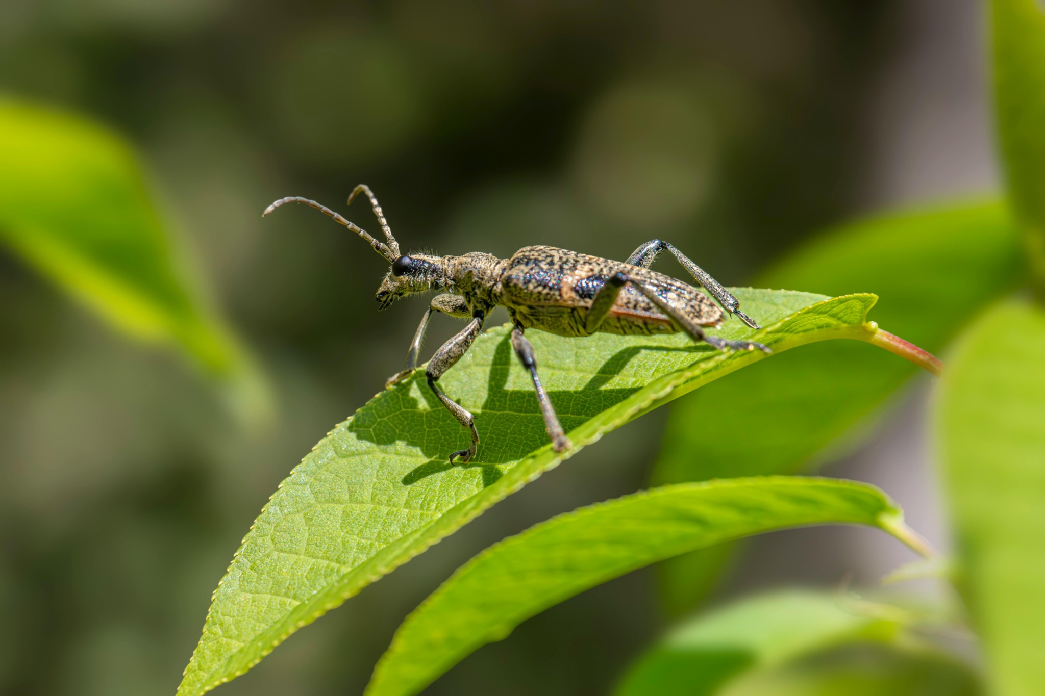 Black-spotted longhorn beetle(Rhagium mordax)