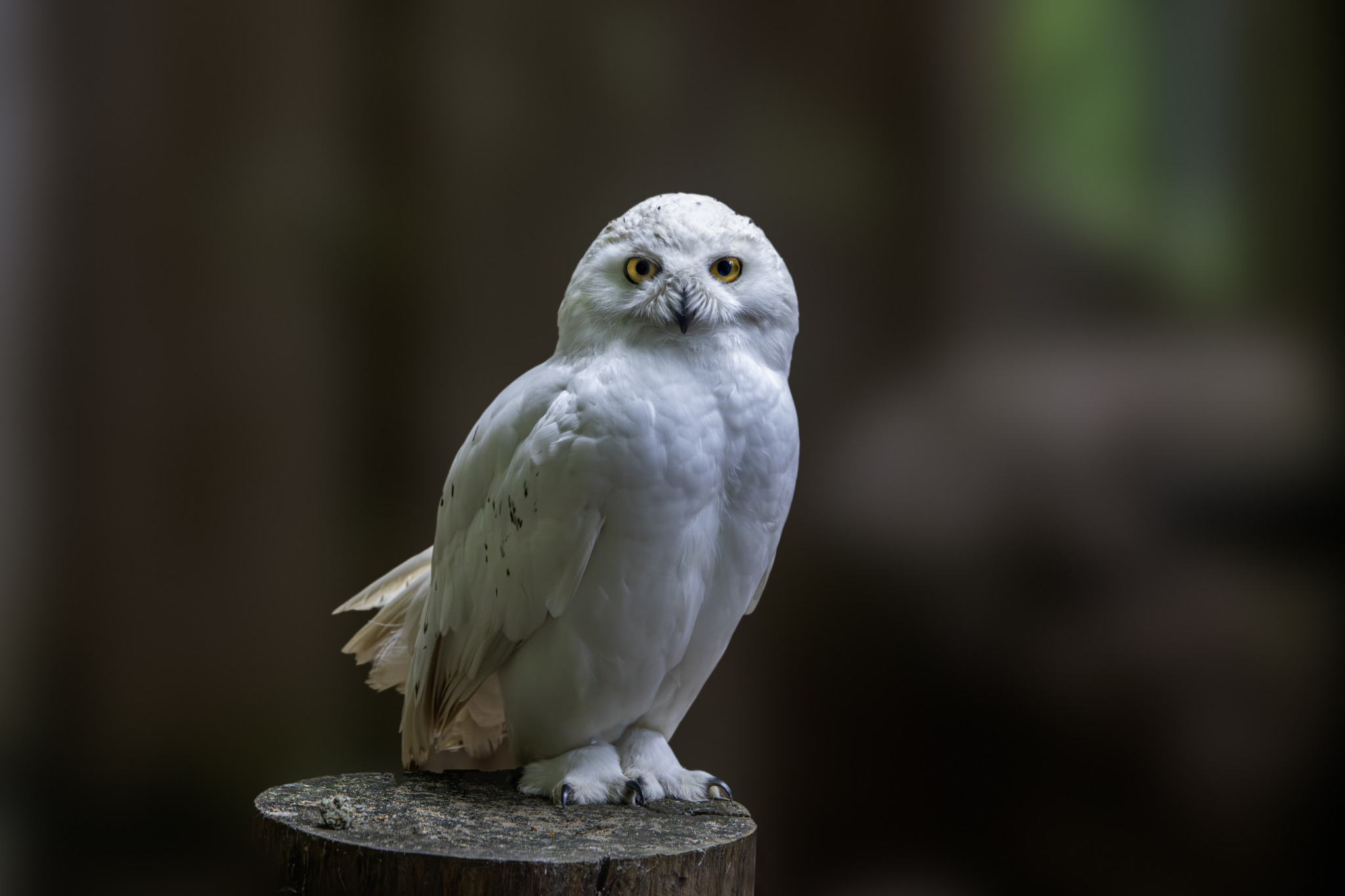 https://pixabay.com/photos/nature-animal-beak-bird-8805085/