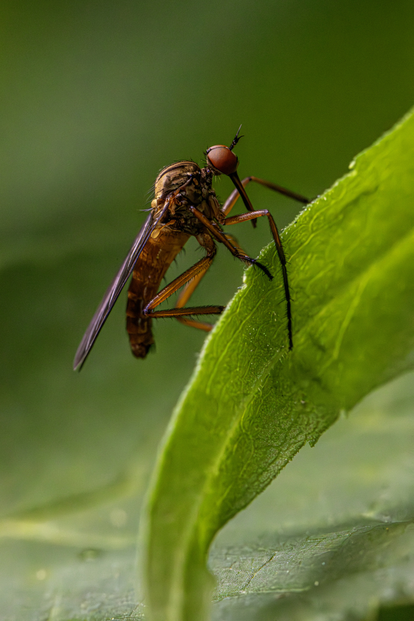 Dance fly (Empis livida)