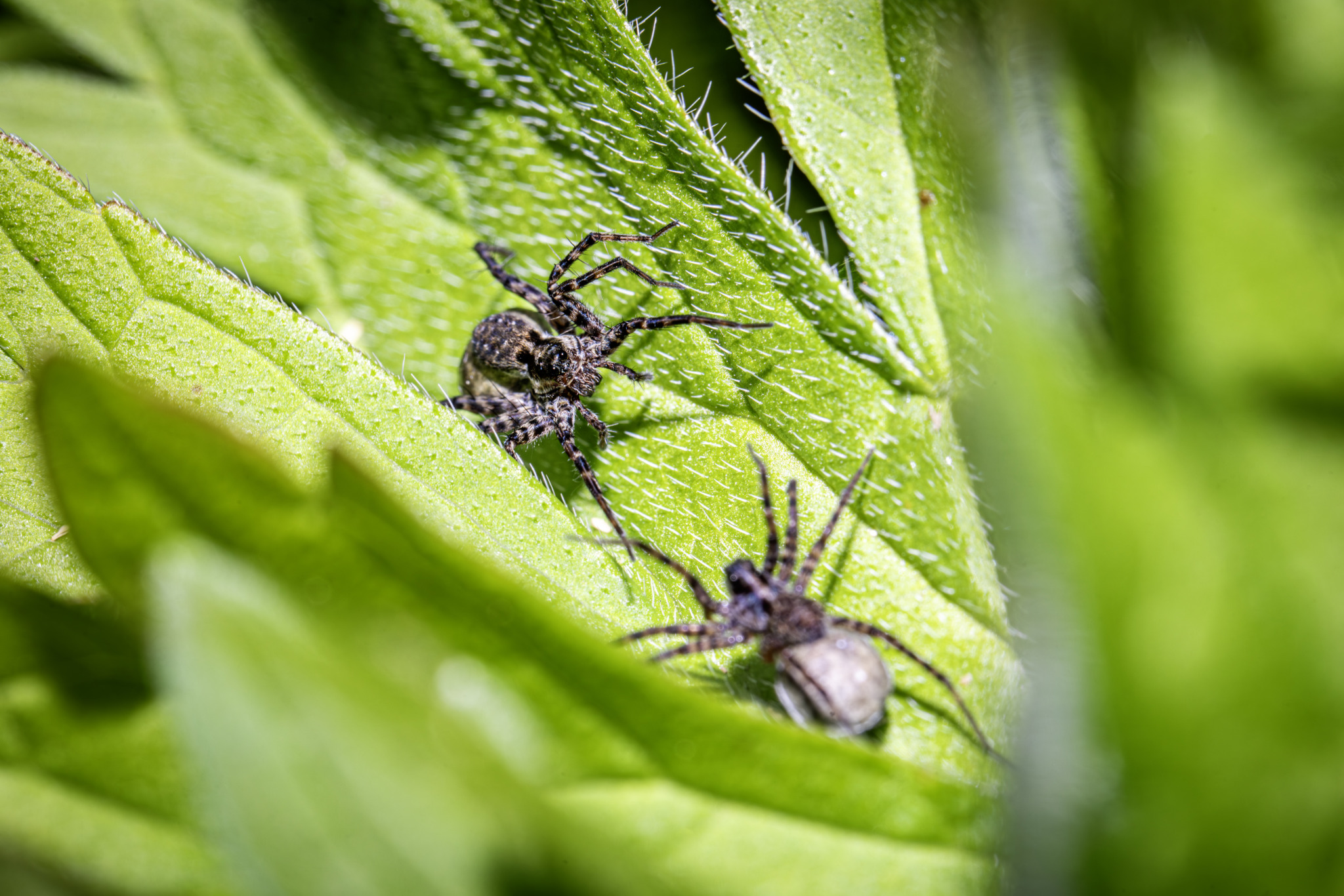 Wolf Spider (Acantholycosa lignaria)