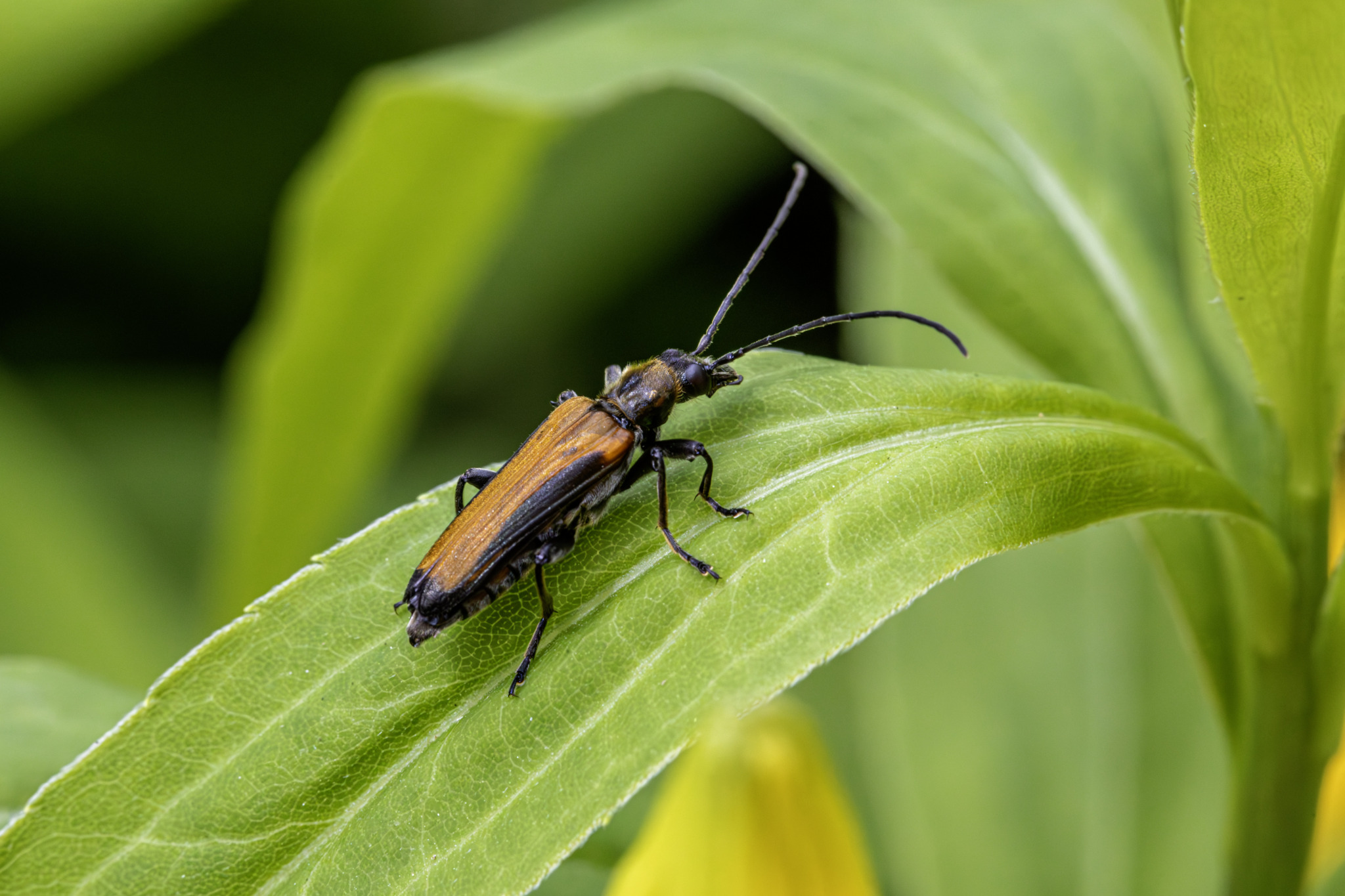 Bordered Click Beetle (Denticollis linearis)