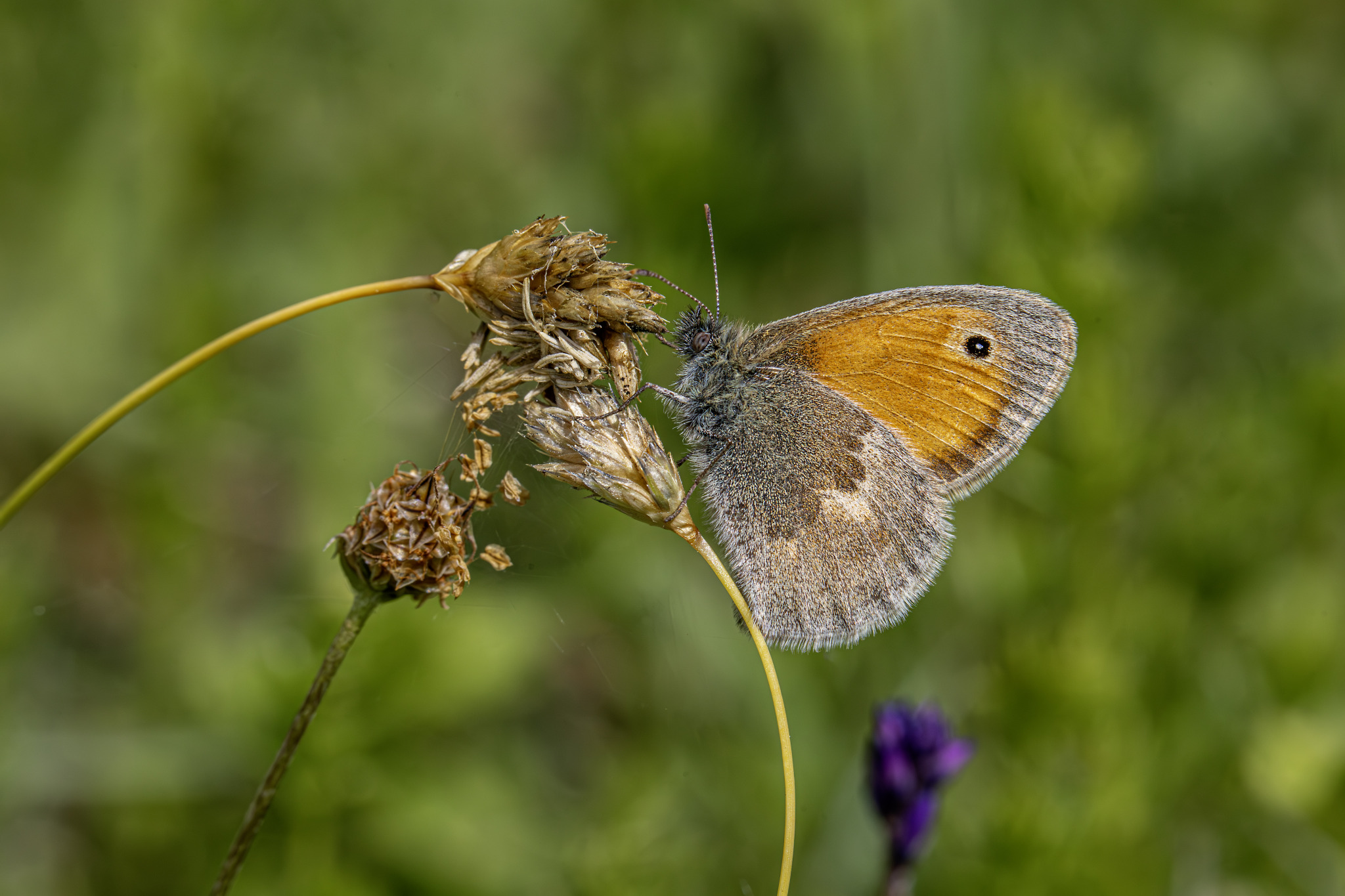 Small heath (Coenonympha pamphilus)