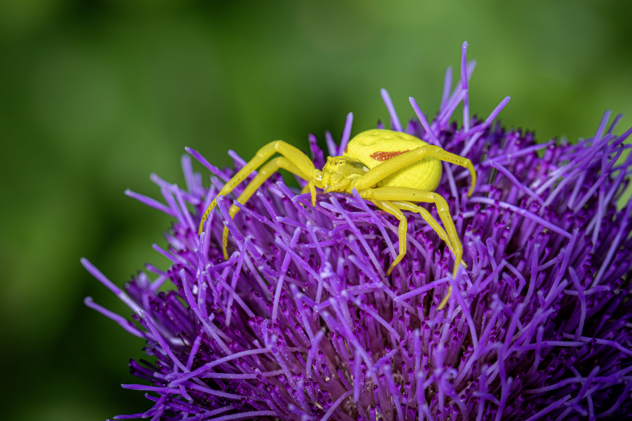 Goldenrod Crab Spider (Misumena vatia)