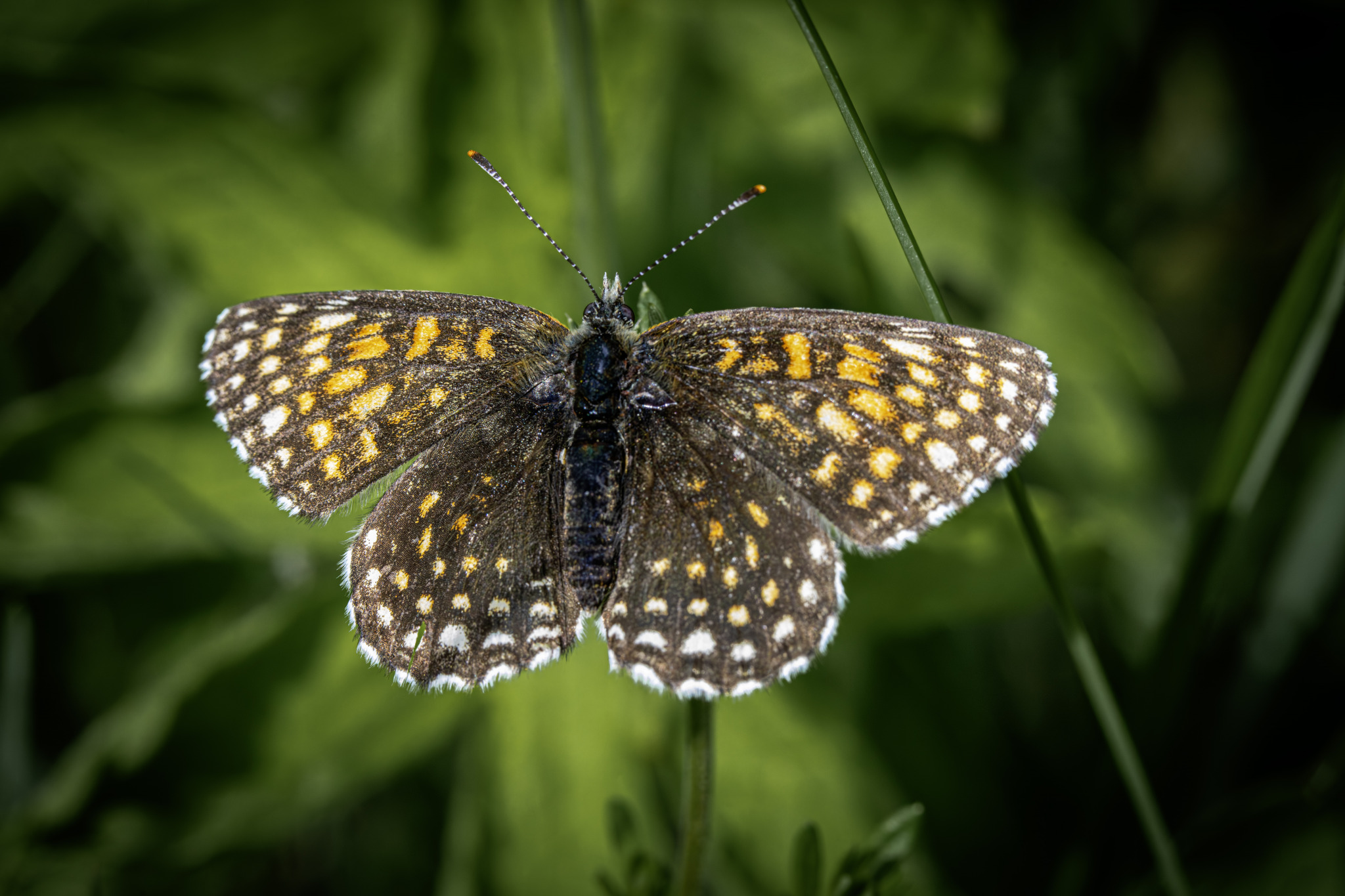 False heath fritillary (Melitaea diamina)