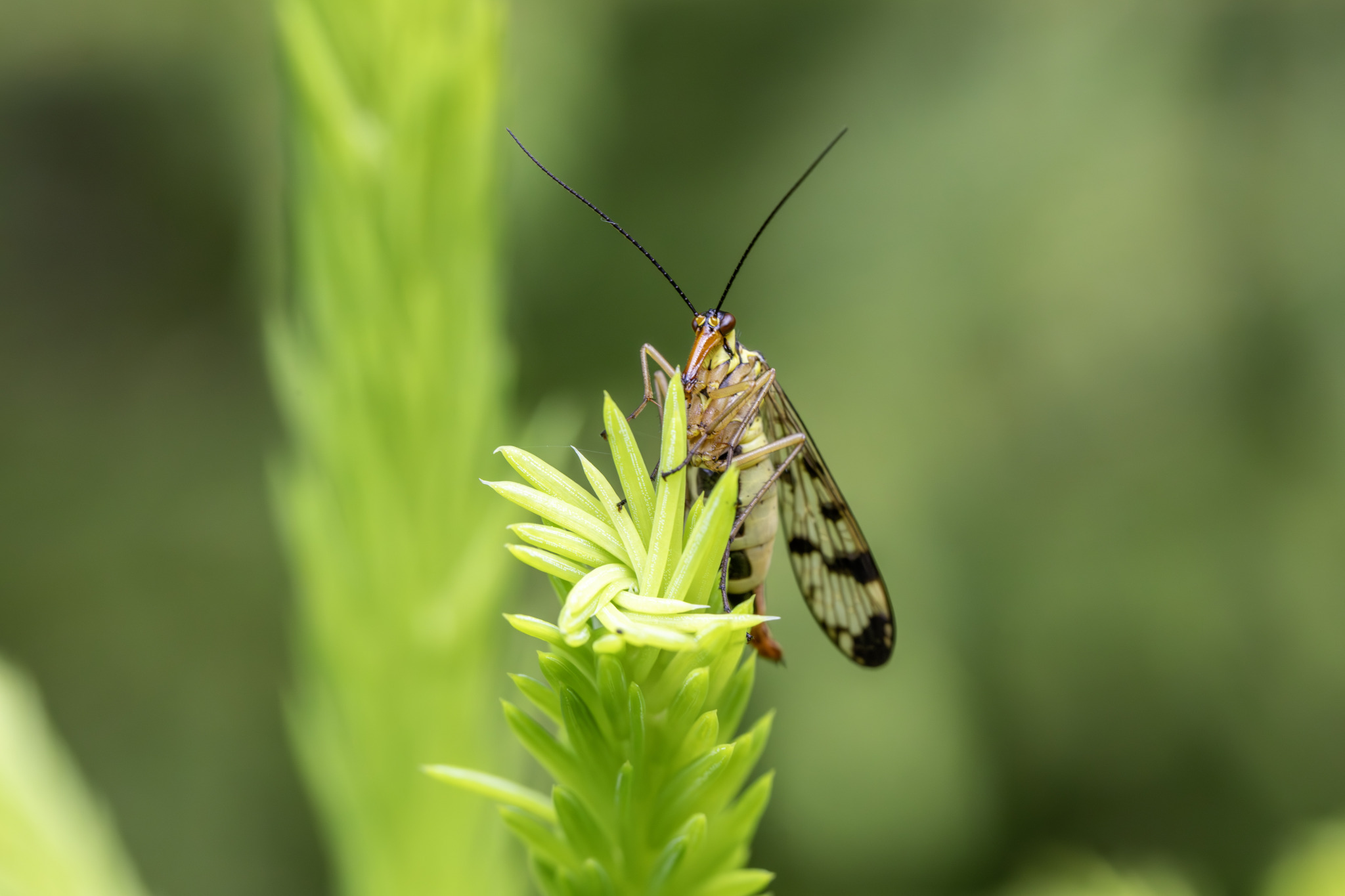 Scorpion Fly (Panorpa communis)