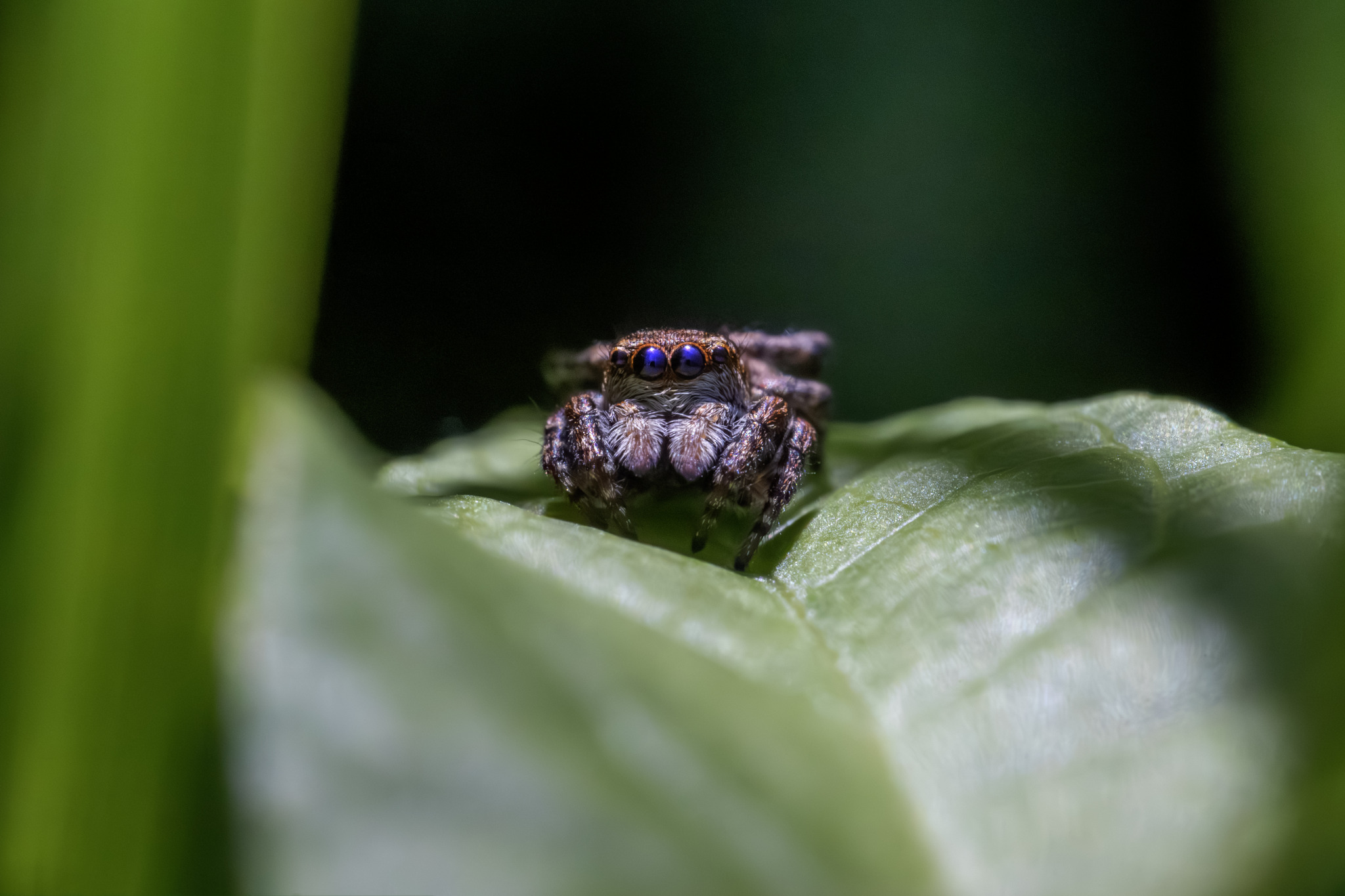 Jumping spider