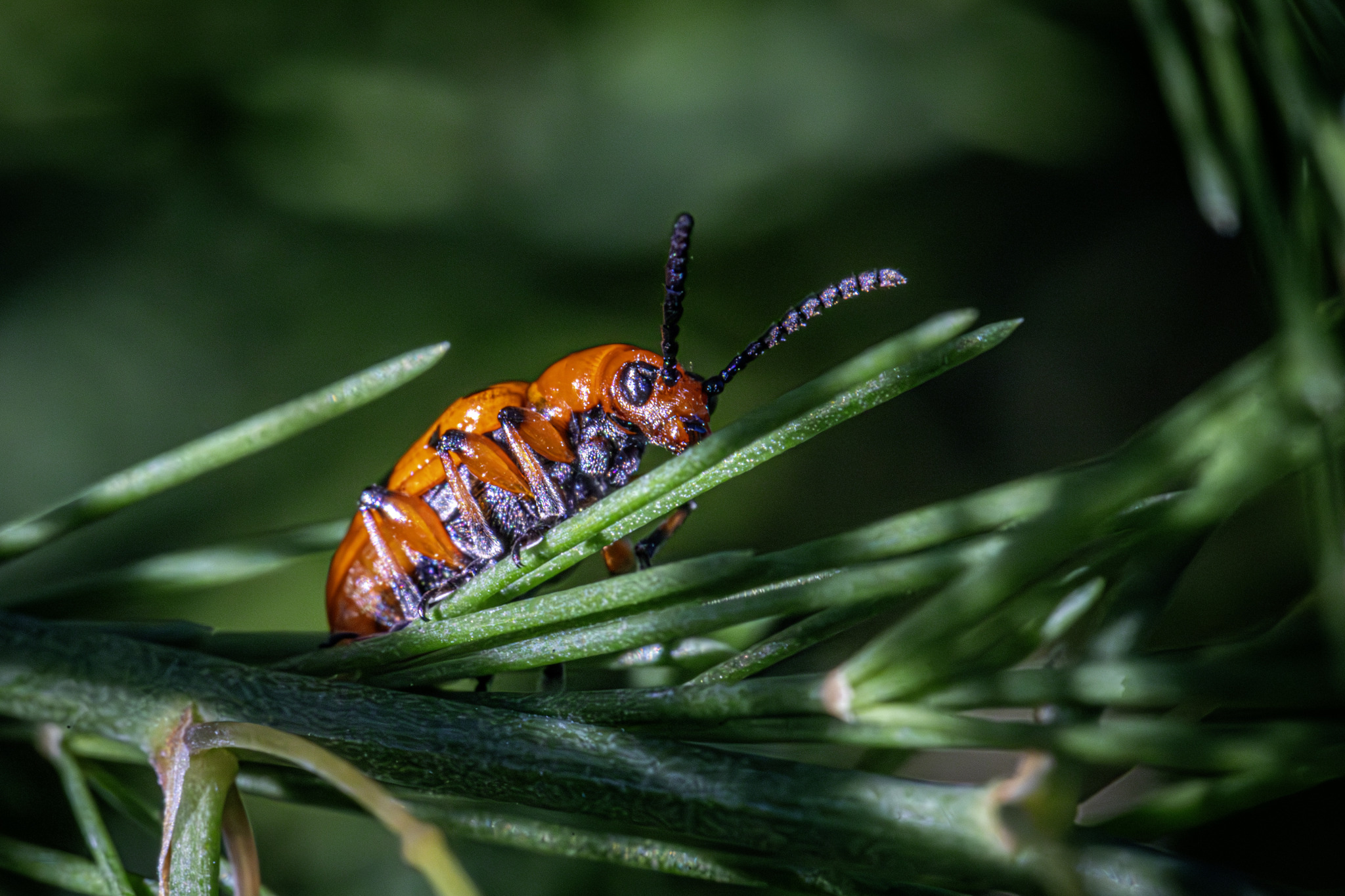 Spotted asparagus beetle (Crioceris duodecimpunctata)