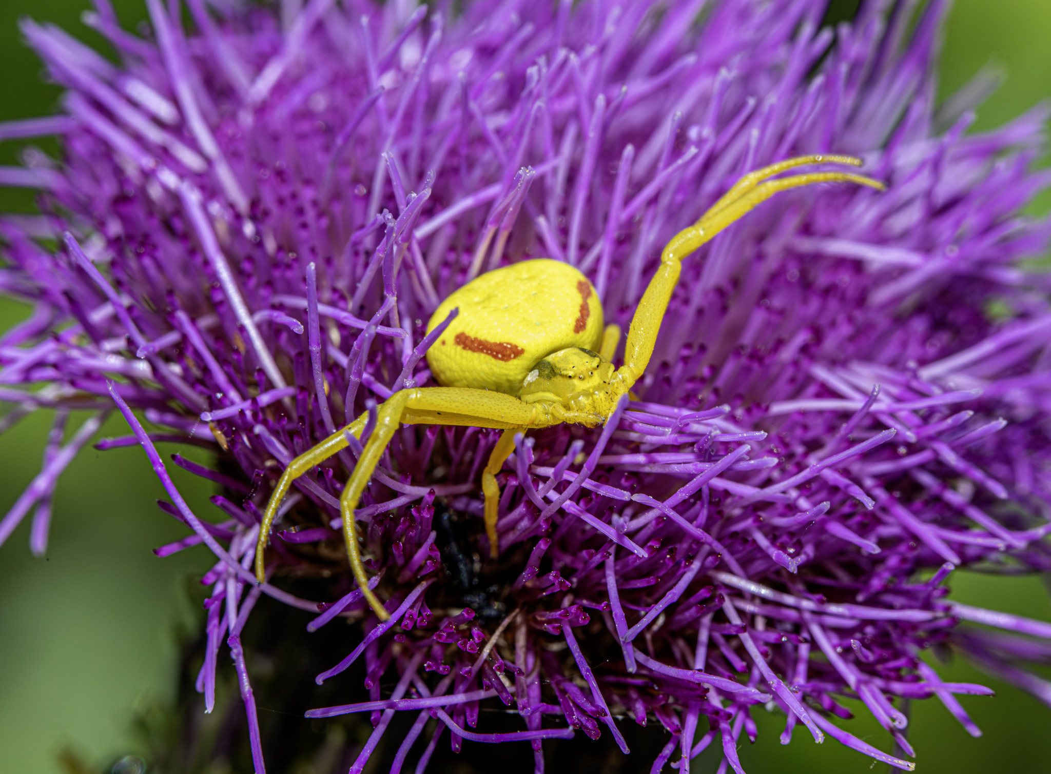 Goldenrod Crab Spider (Misumena vatia)