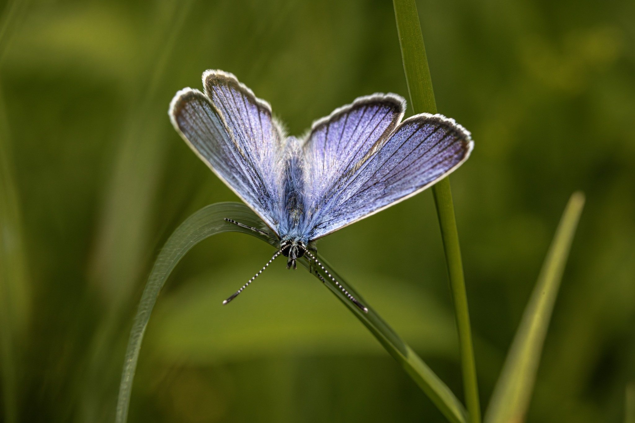 Mazarine Blue (Cyaniris semiargus)