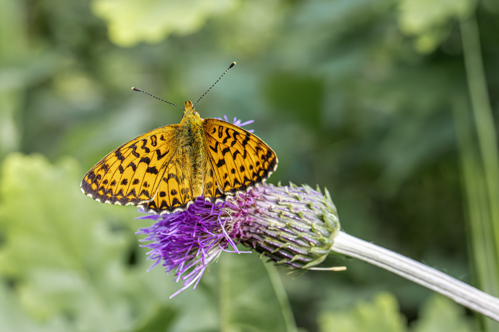 Titania's Fritillary (Boloria titania)