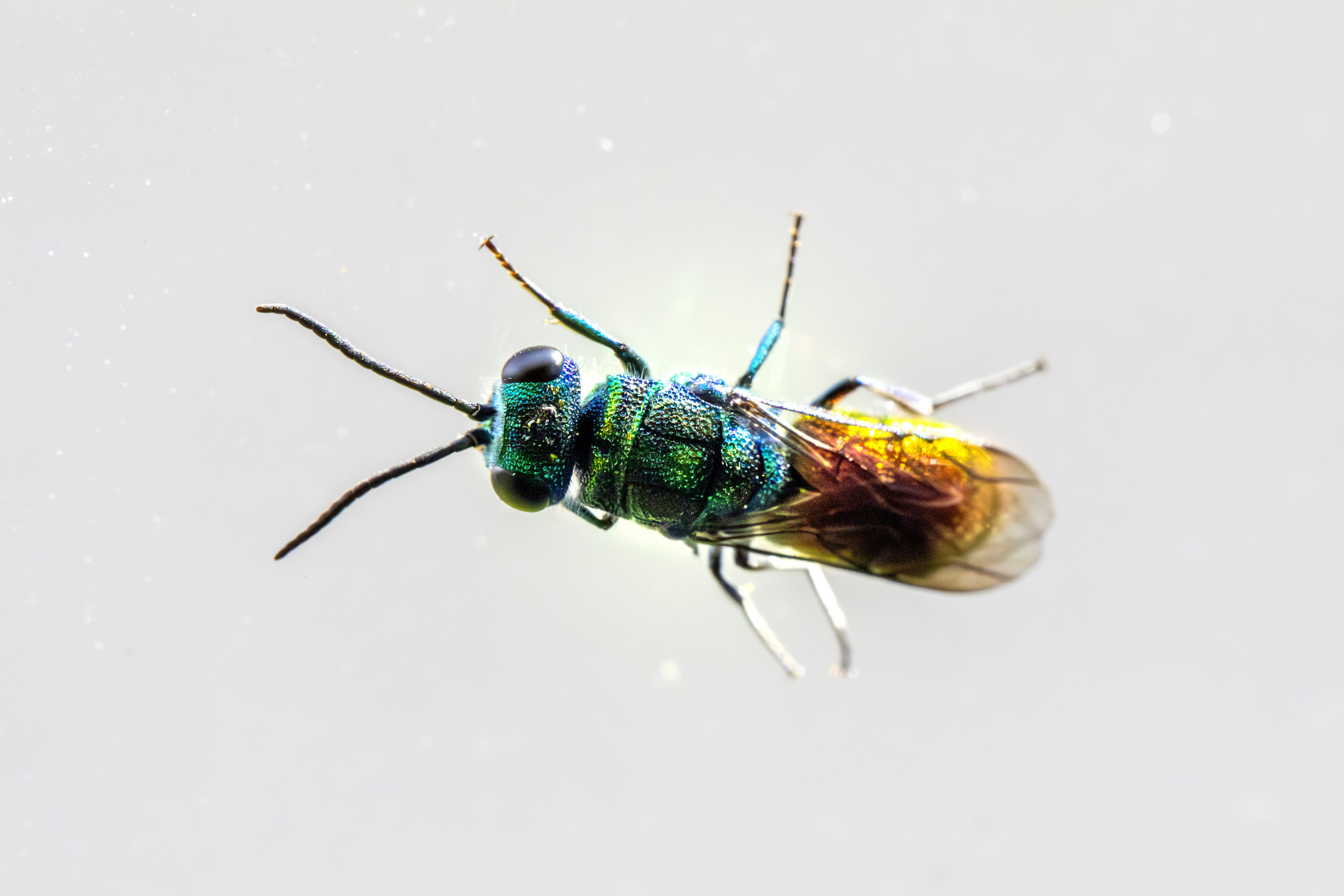 Cuckoo wasp (Chrysis fulgida)