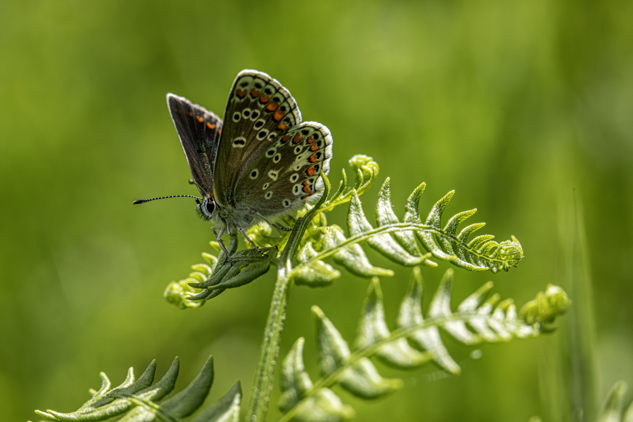 Brown argus (Aricia agestis)