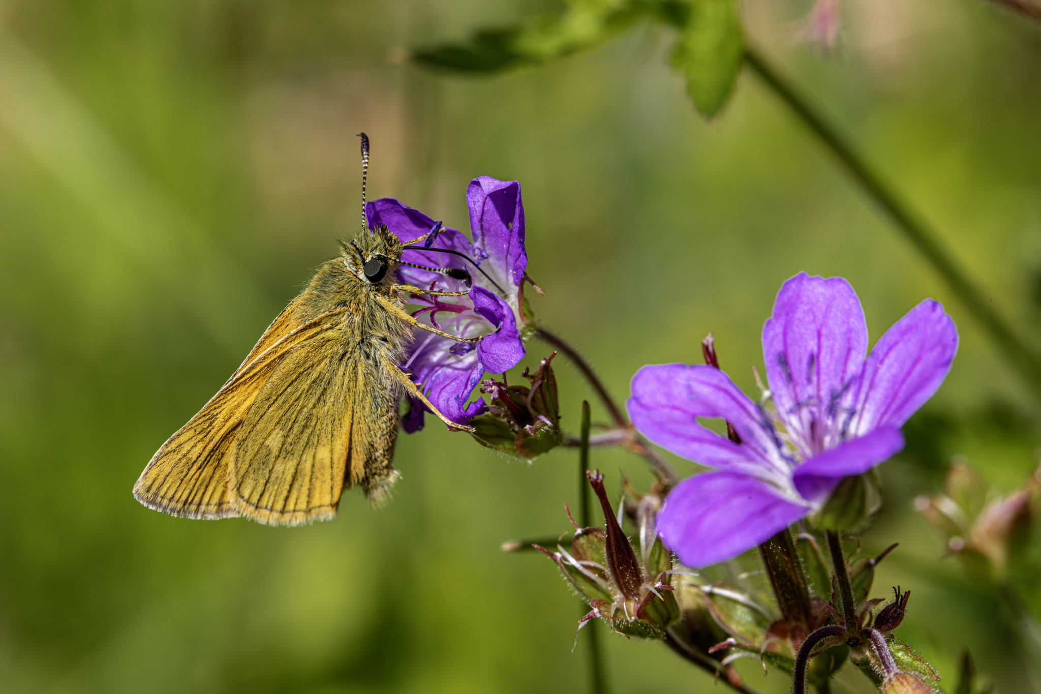 Large skipper (Ochlodes sylvanus)