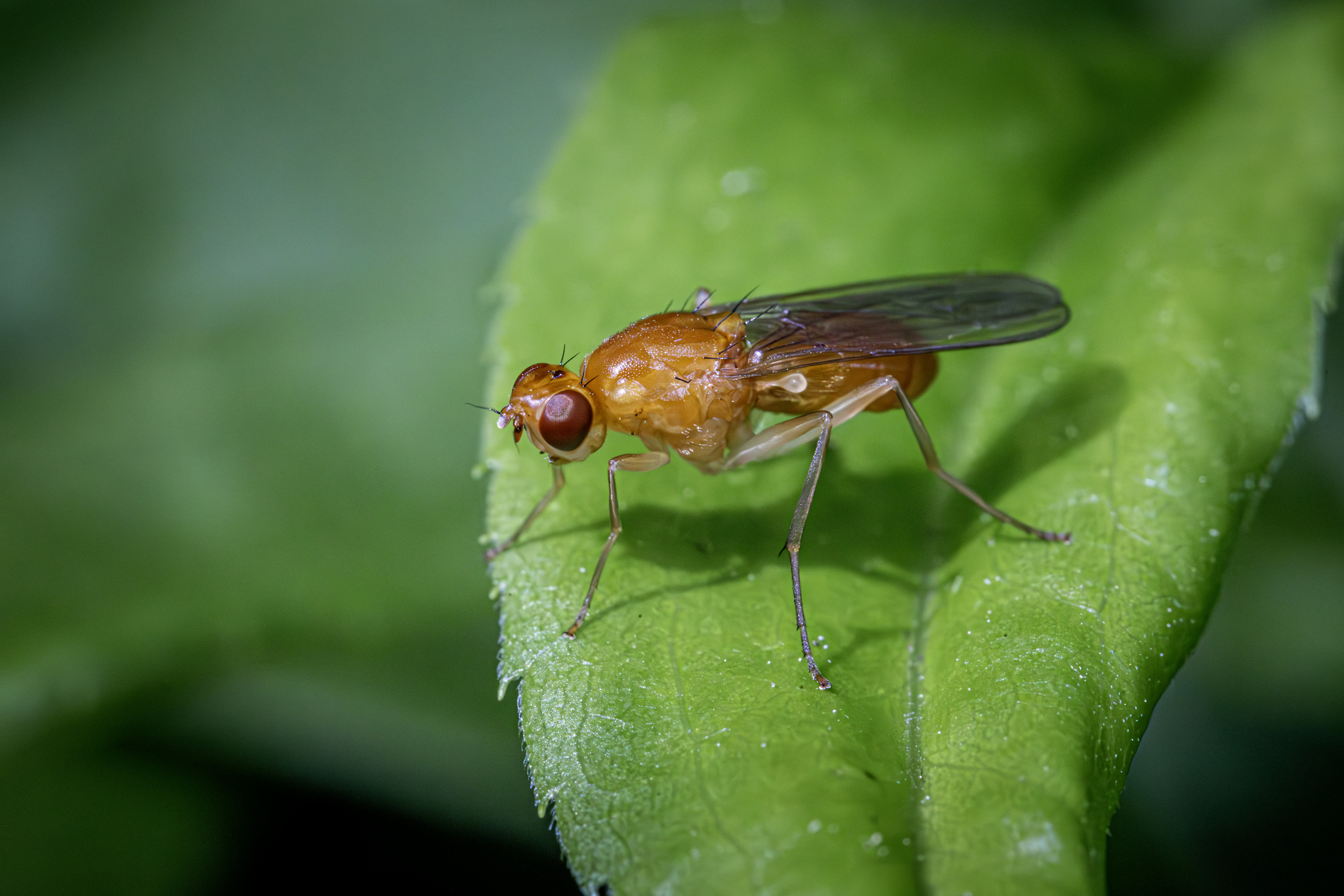 Lauxaniid fly (Tricholauxania praeusta)