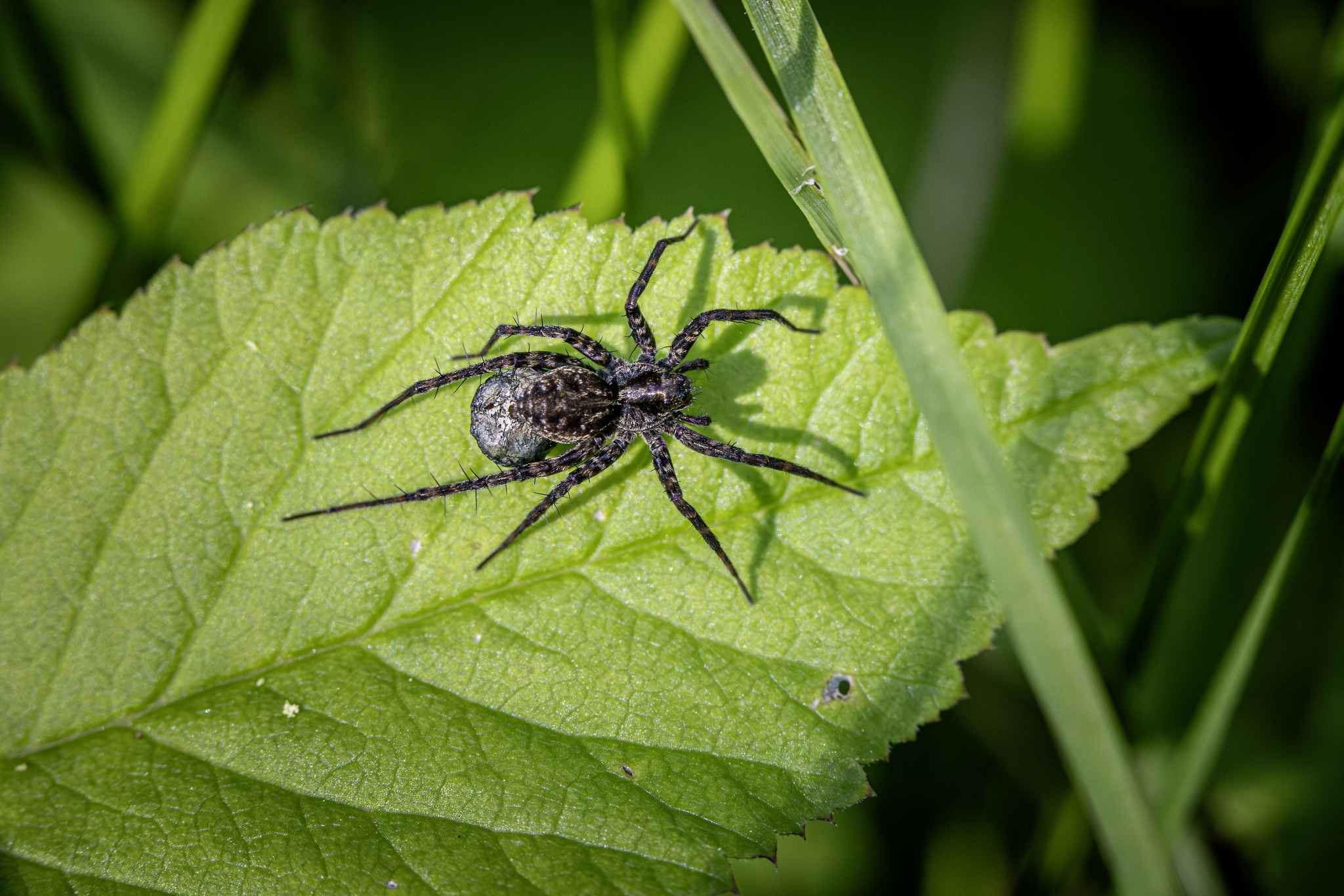 Wolf Spider (Acantholycosa lignaria)