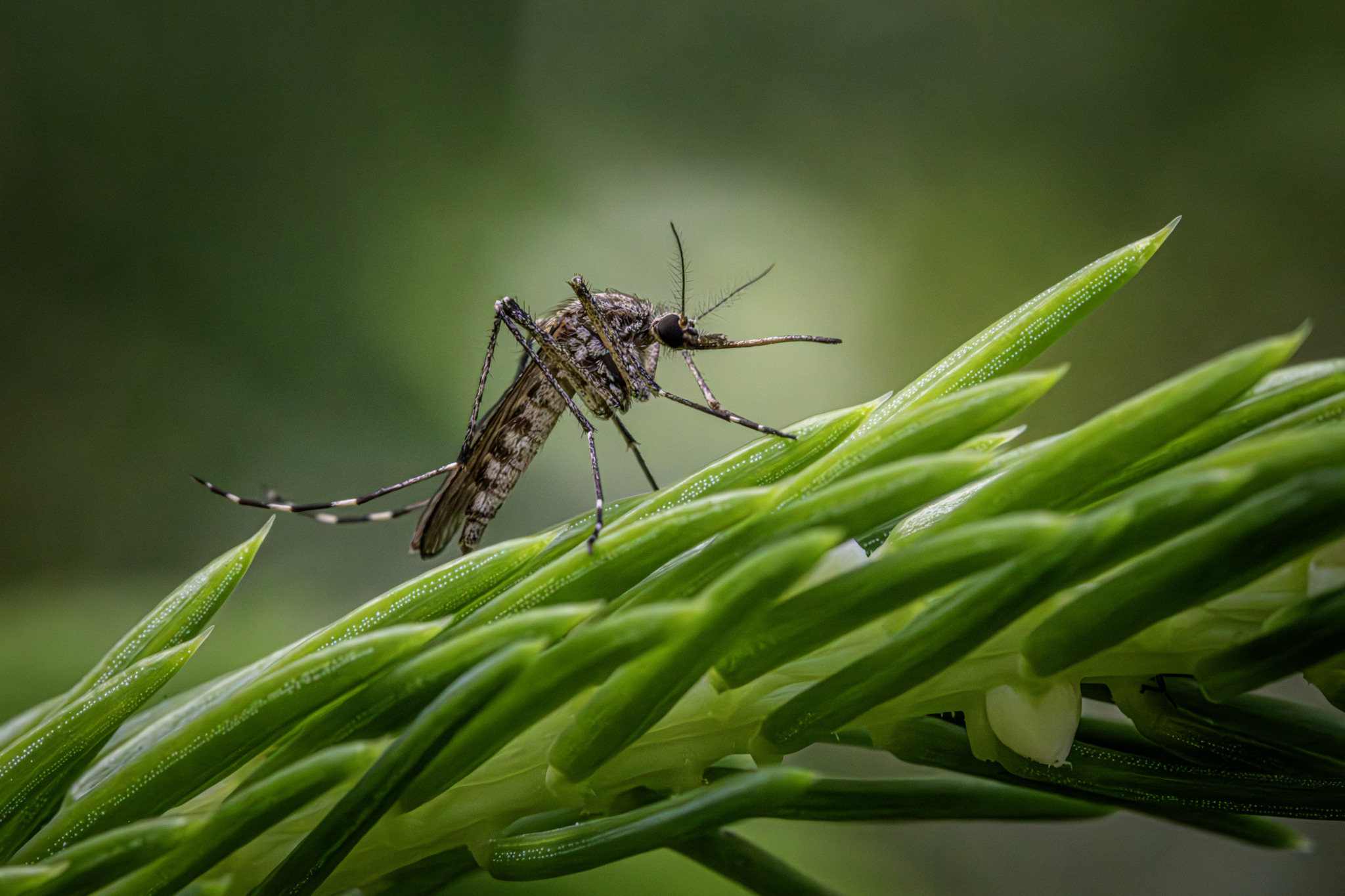 Inland floodwater mosquito (Aedes vexans)