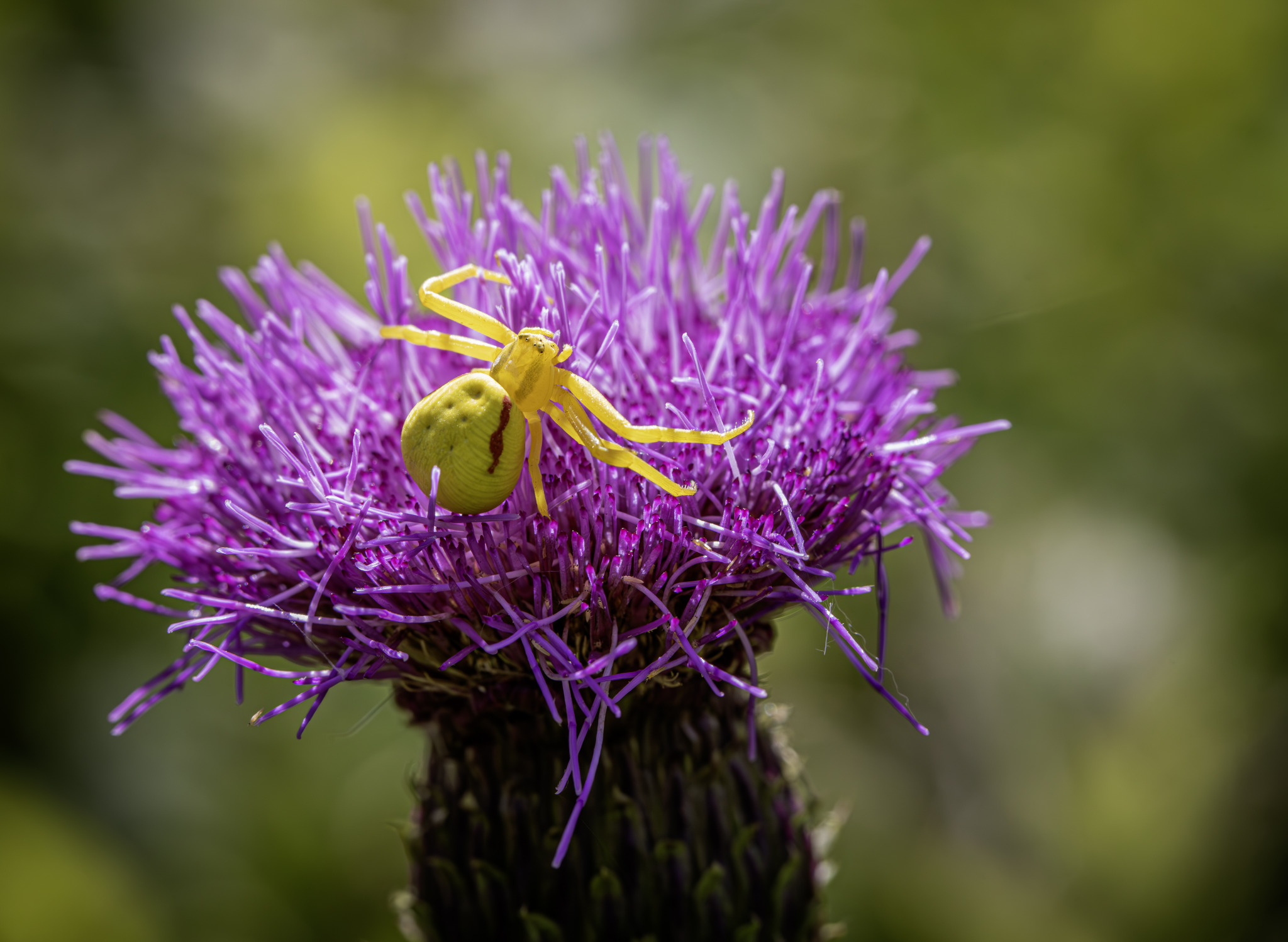 Goldenrod Crab Spider (Misumena vatia)