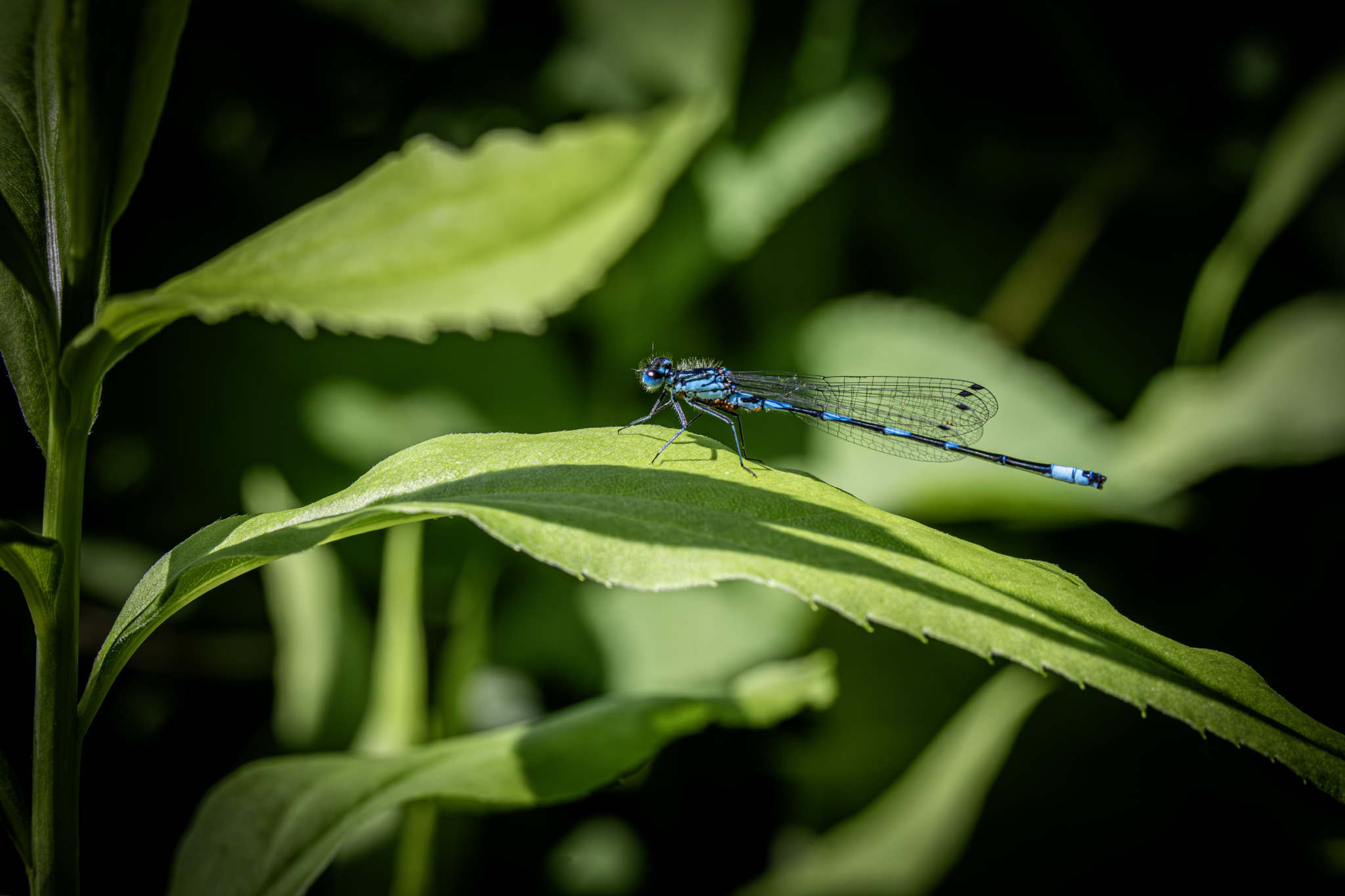 Eurasian Bluets (Coenagrion)