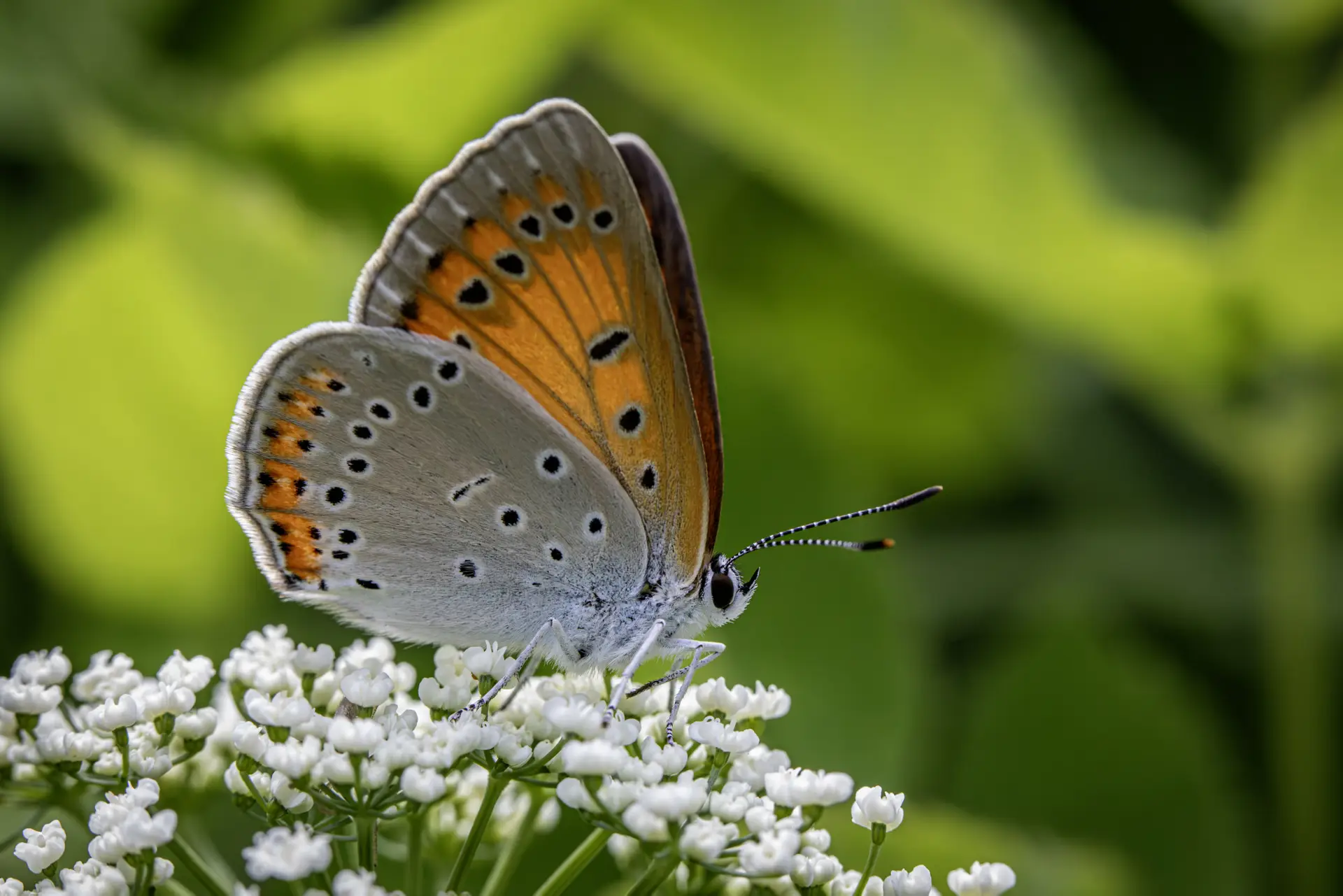 Large copper ( Lycaena dispar)