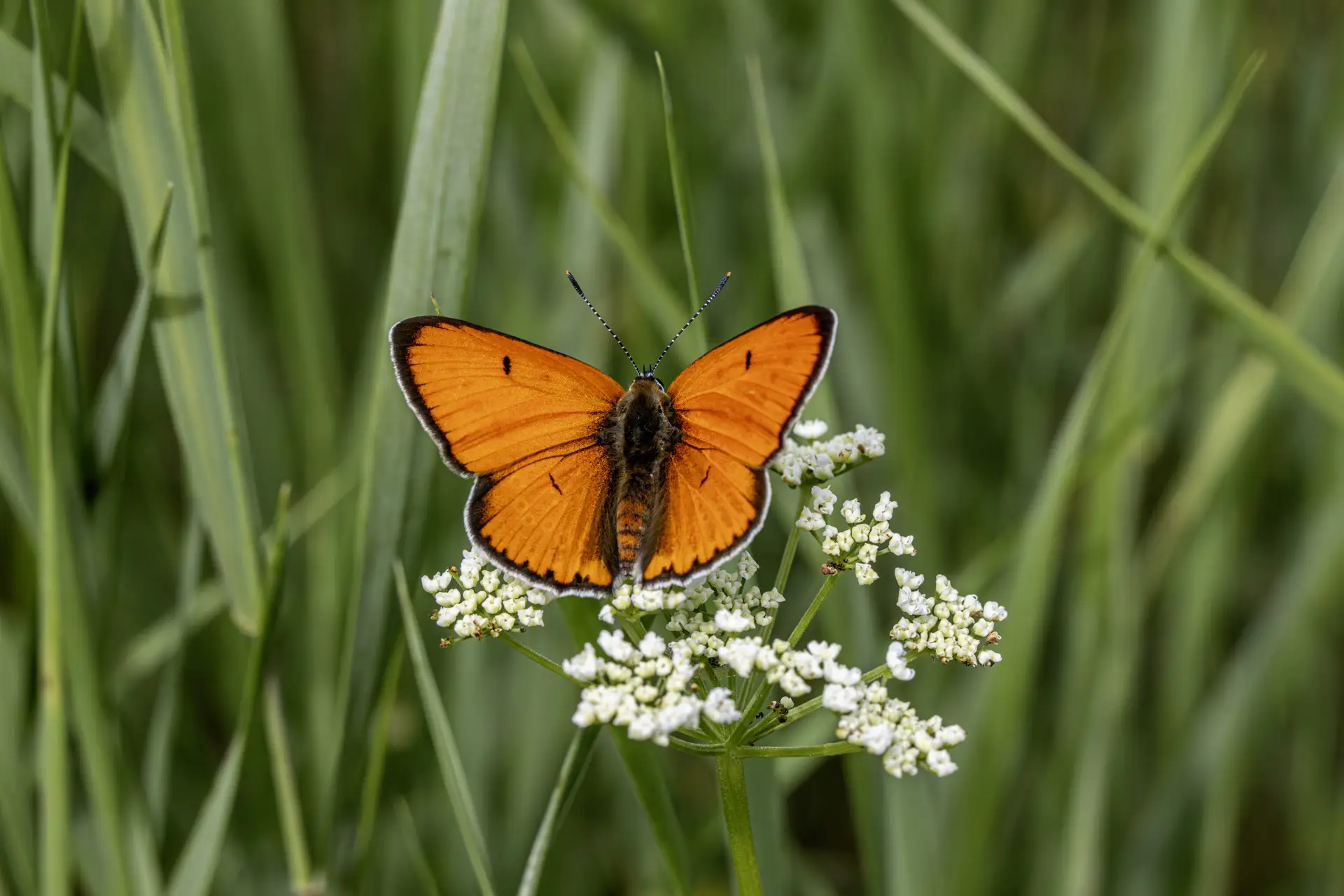 Large copper ( Lycaena dispar)