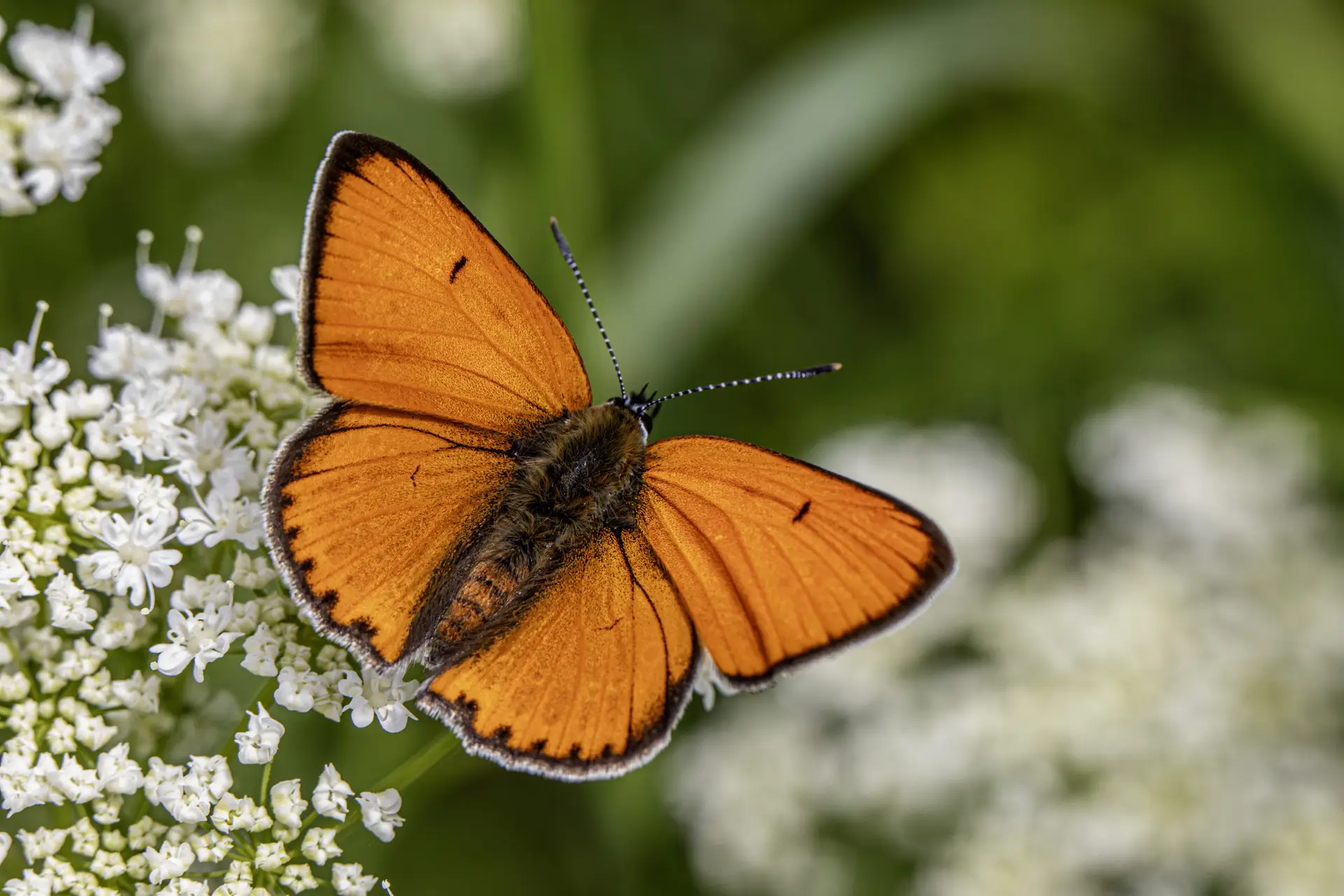 Large copper ( Lycaena dispar)