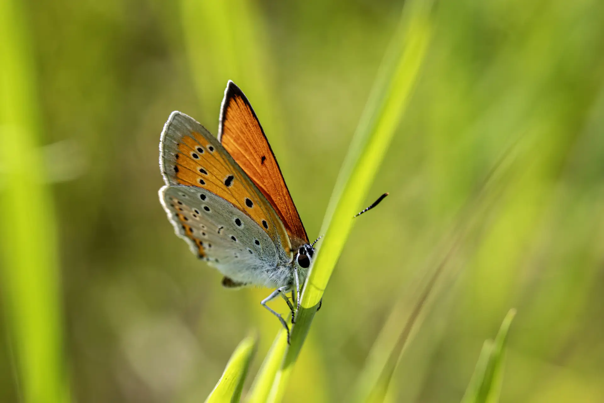 Large copper ( Lycaena dispar)