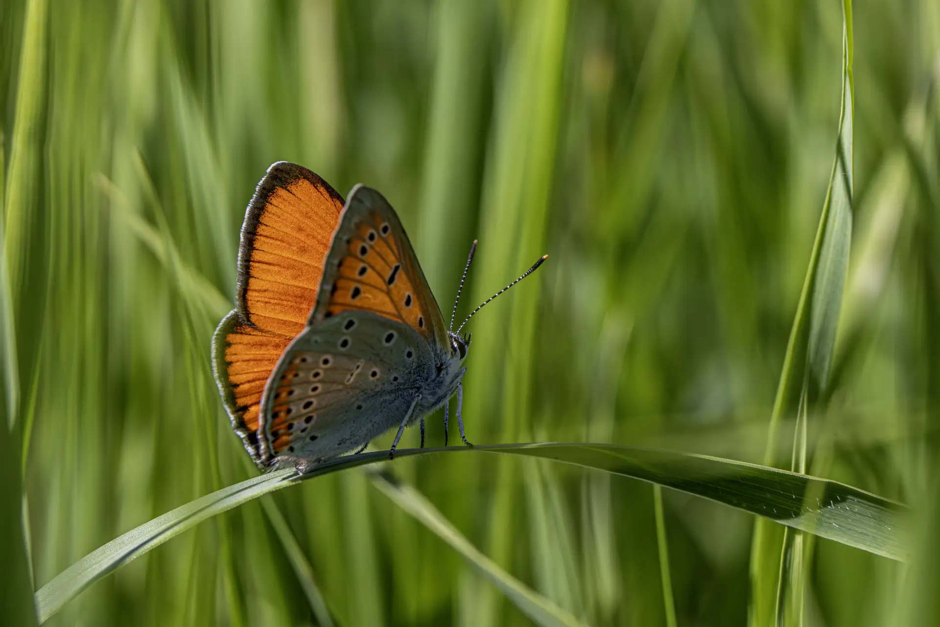 Large copper ( Lycaena dispar)