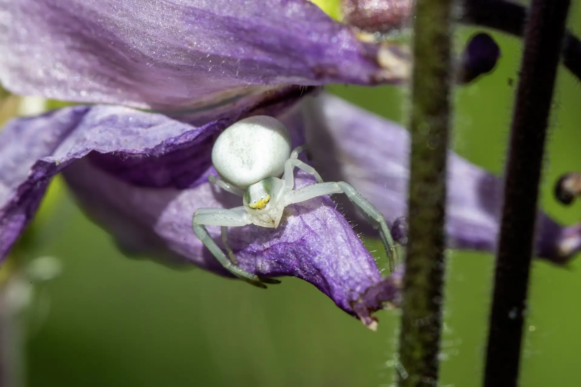 Goldenrod Crab Spider (Misumena vatia)