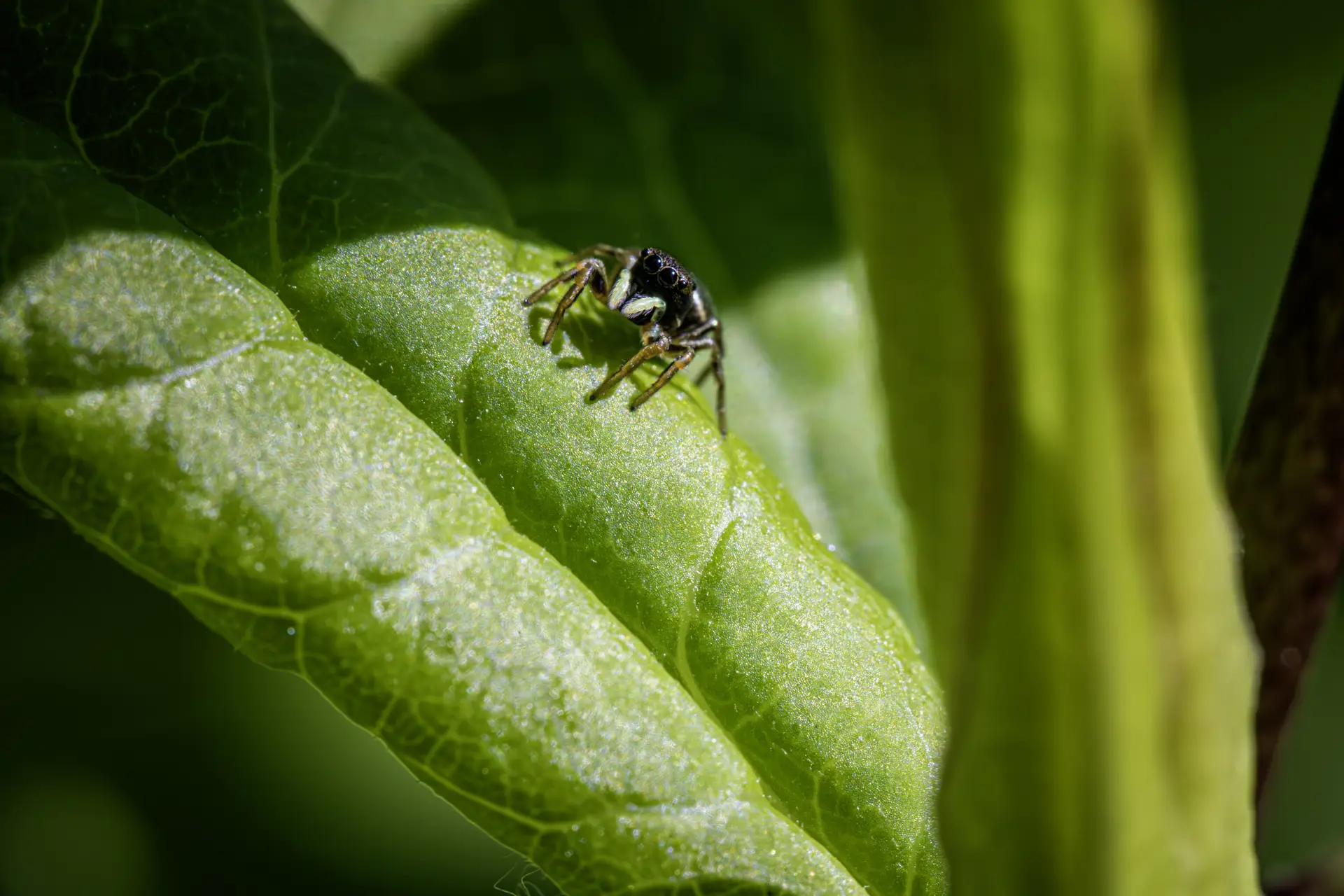 Copper sun jumper (Heliophanus cupreus)