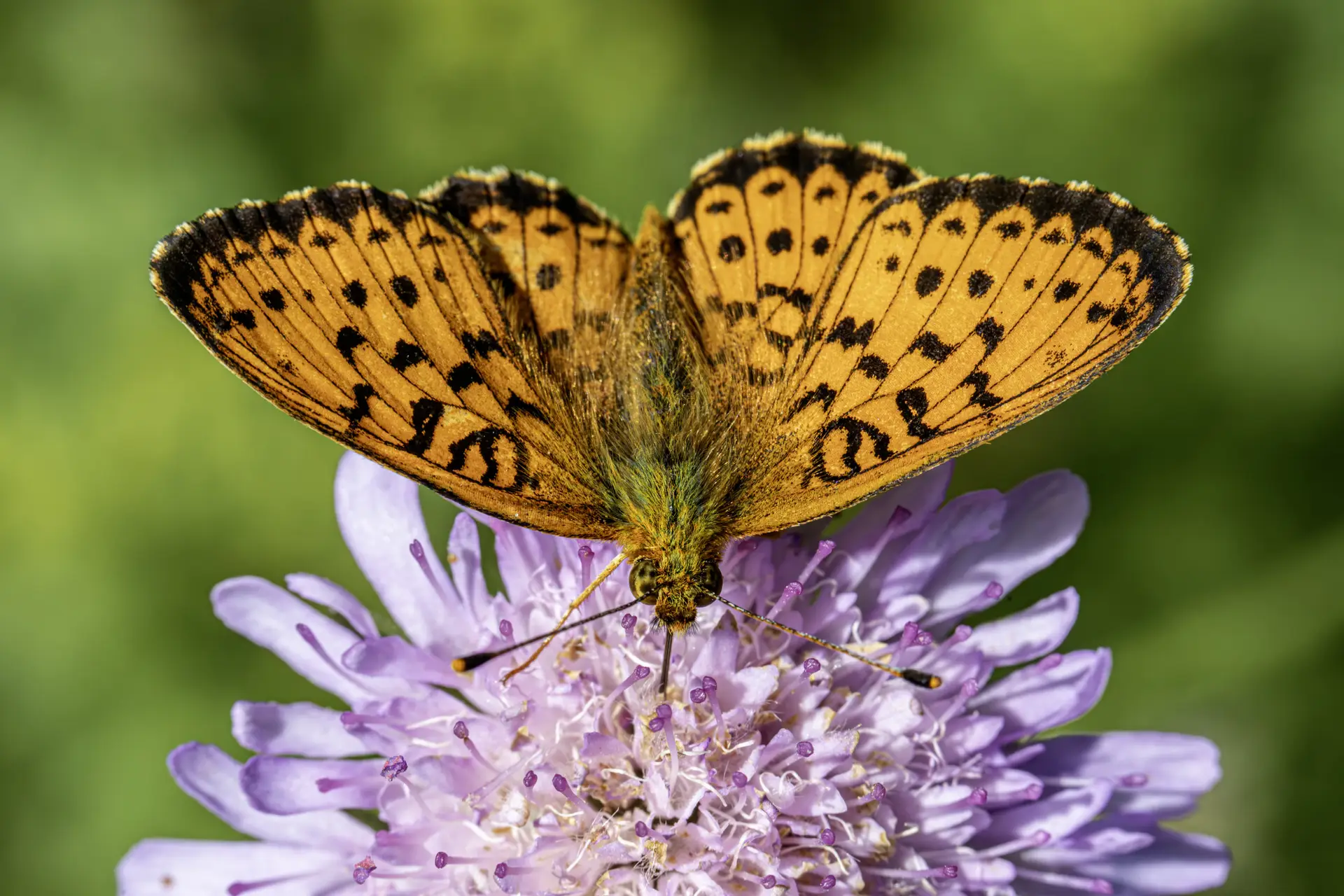  Lesser marbled fritillary (Brenthis ino)