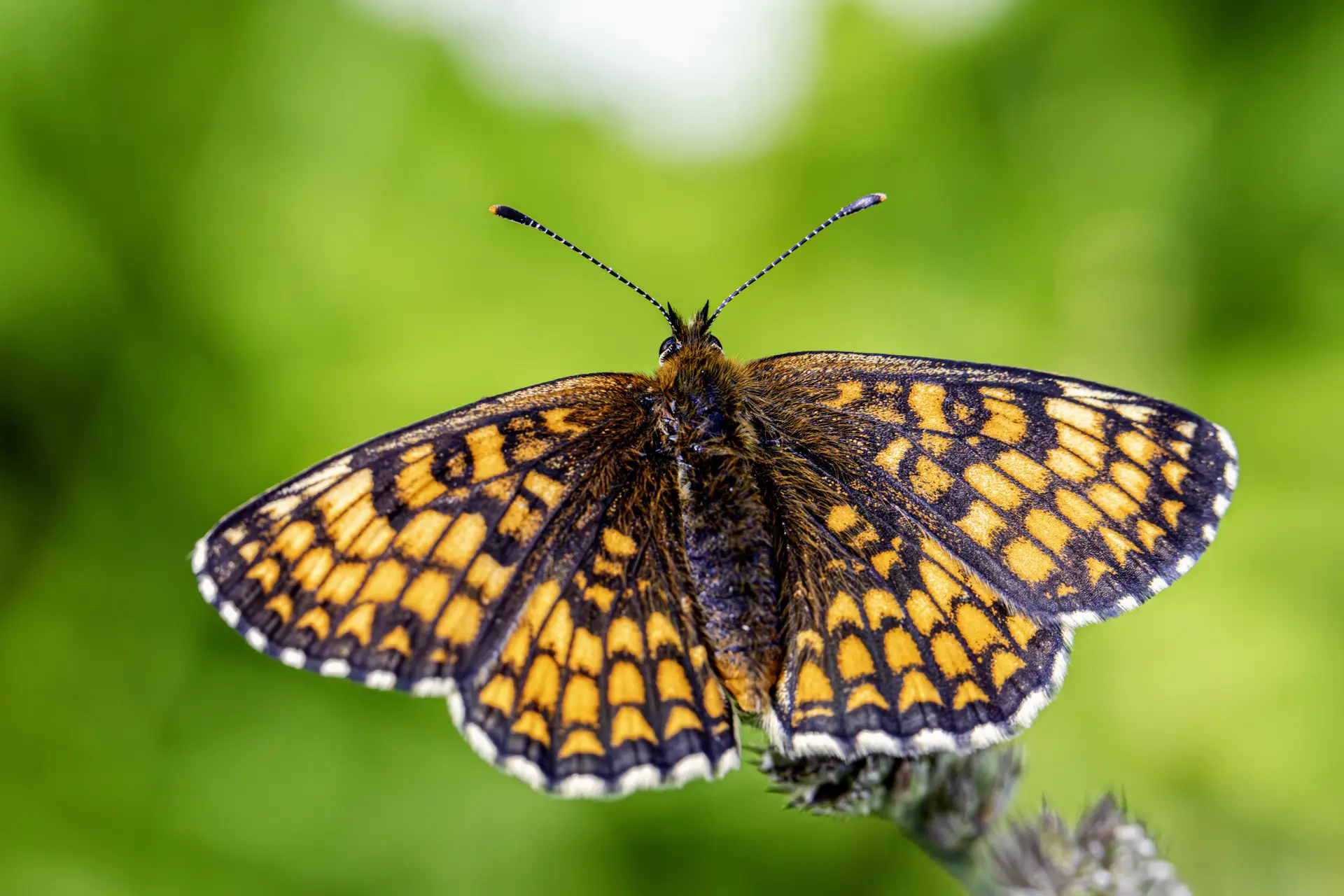 Heath Fritillary (Melitaea parthenoides)