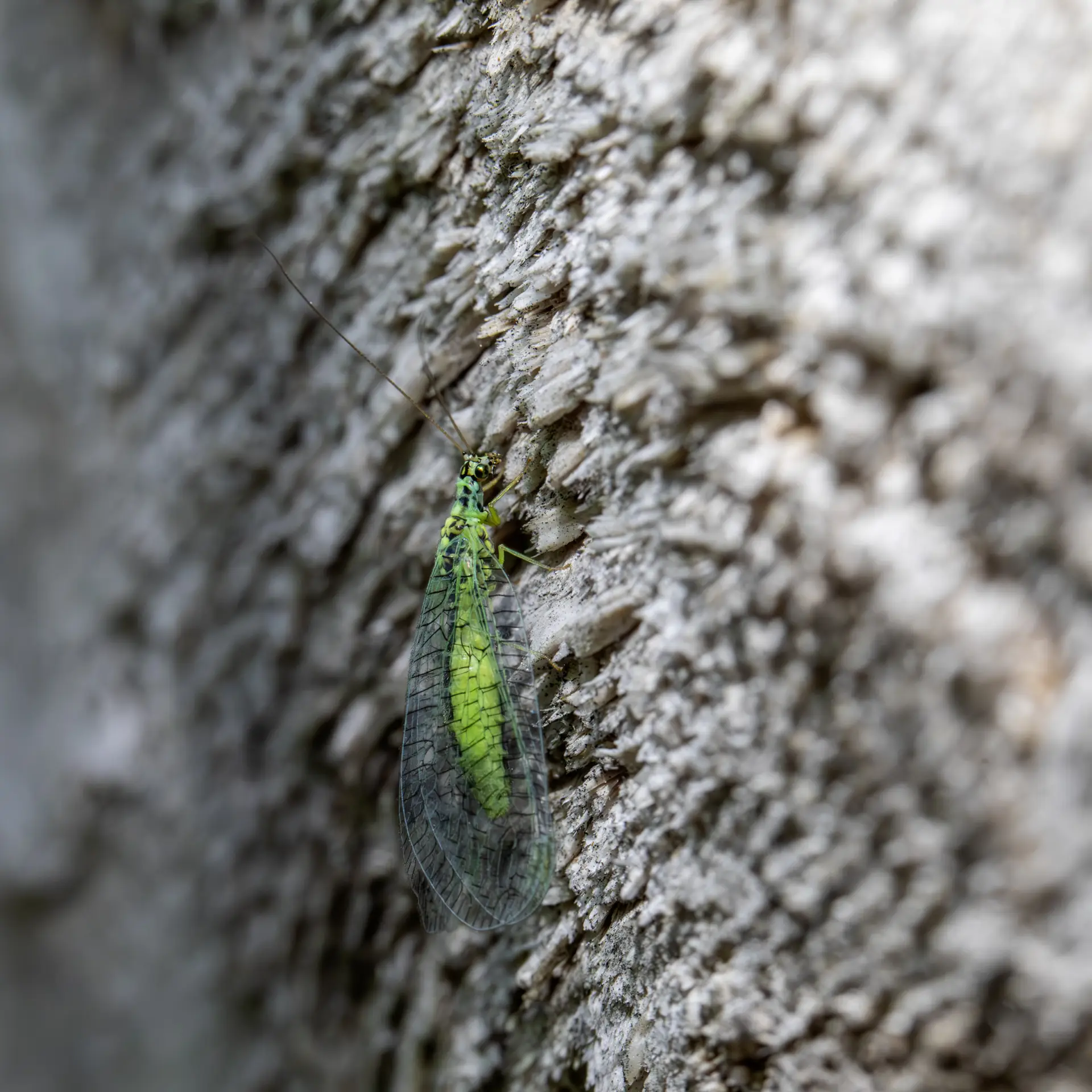 Green lacewing (Chrysopa oculata)