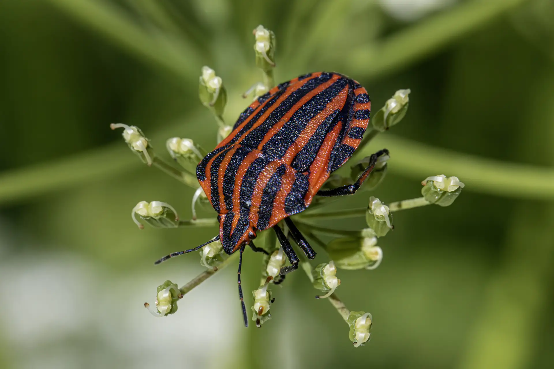 Striped bug (Graphosoma lineatum)