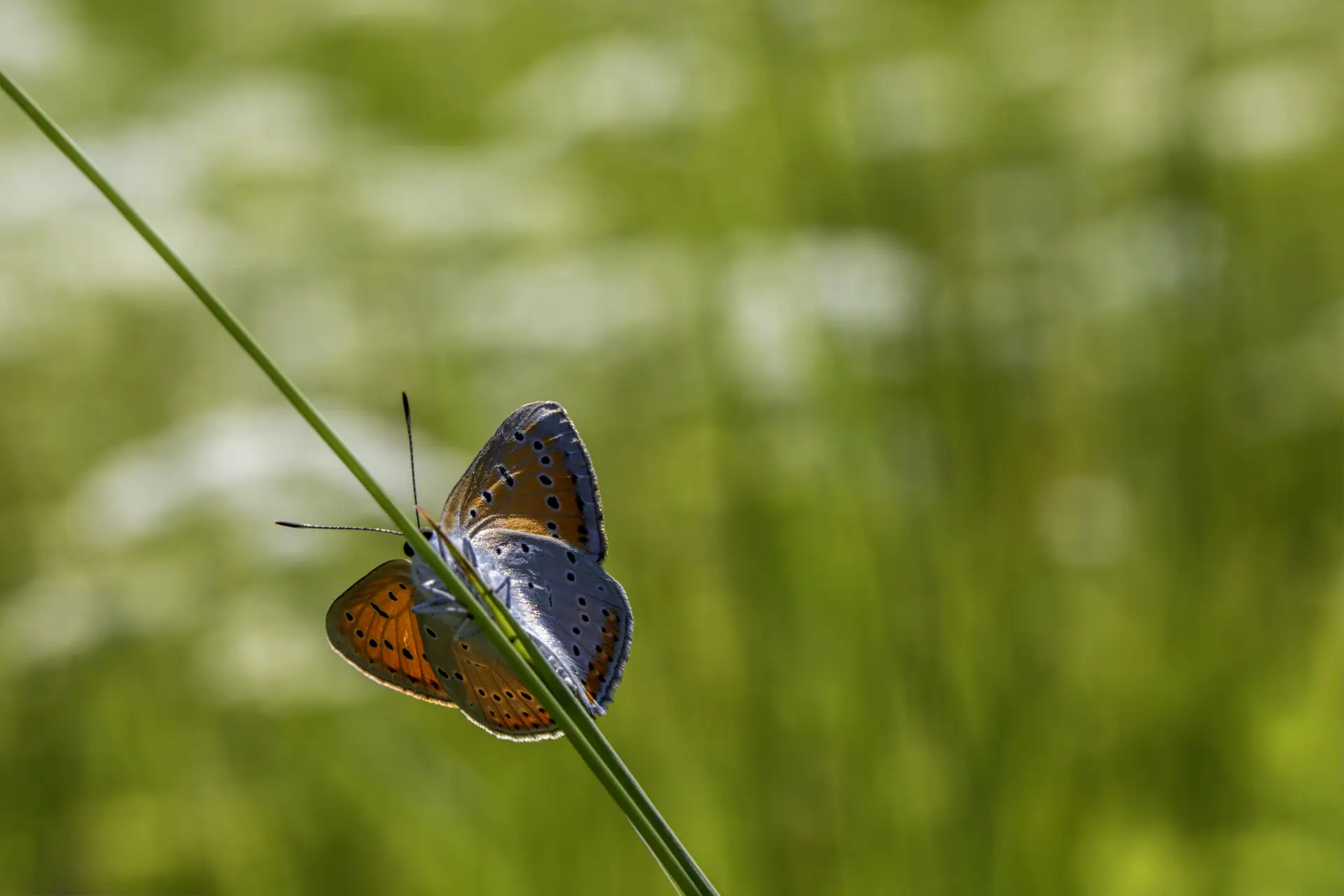 Large copper ( Lycaena dispar)