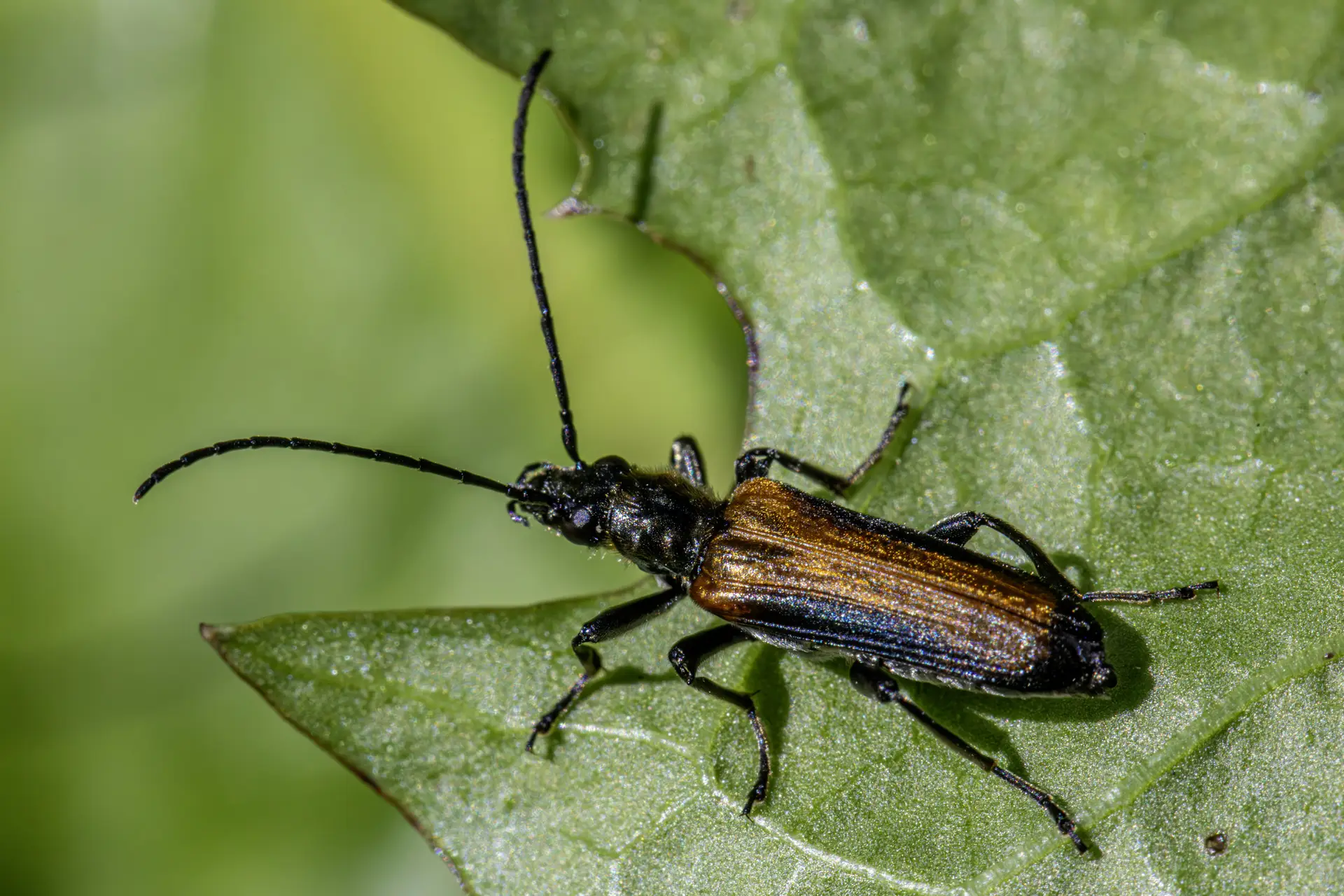 Bordered Click Beetle (Denticollis linearis)