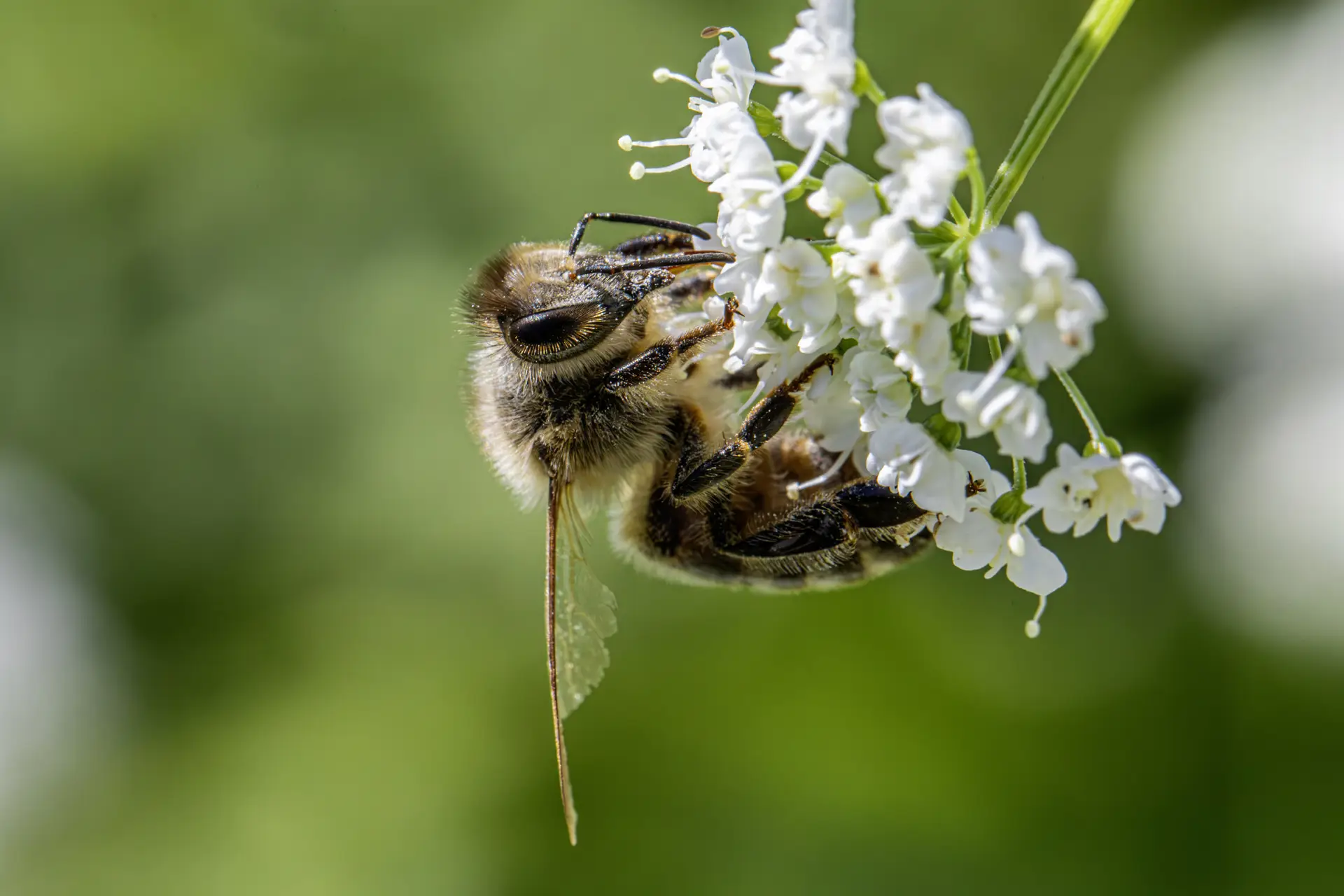 Western honey bee (Apis mellifera)