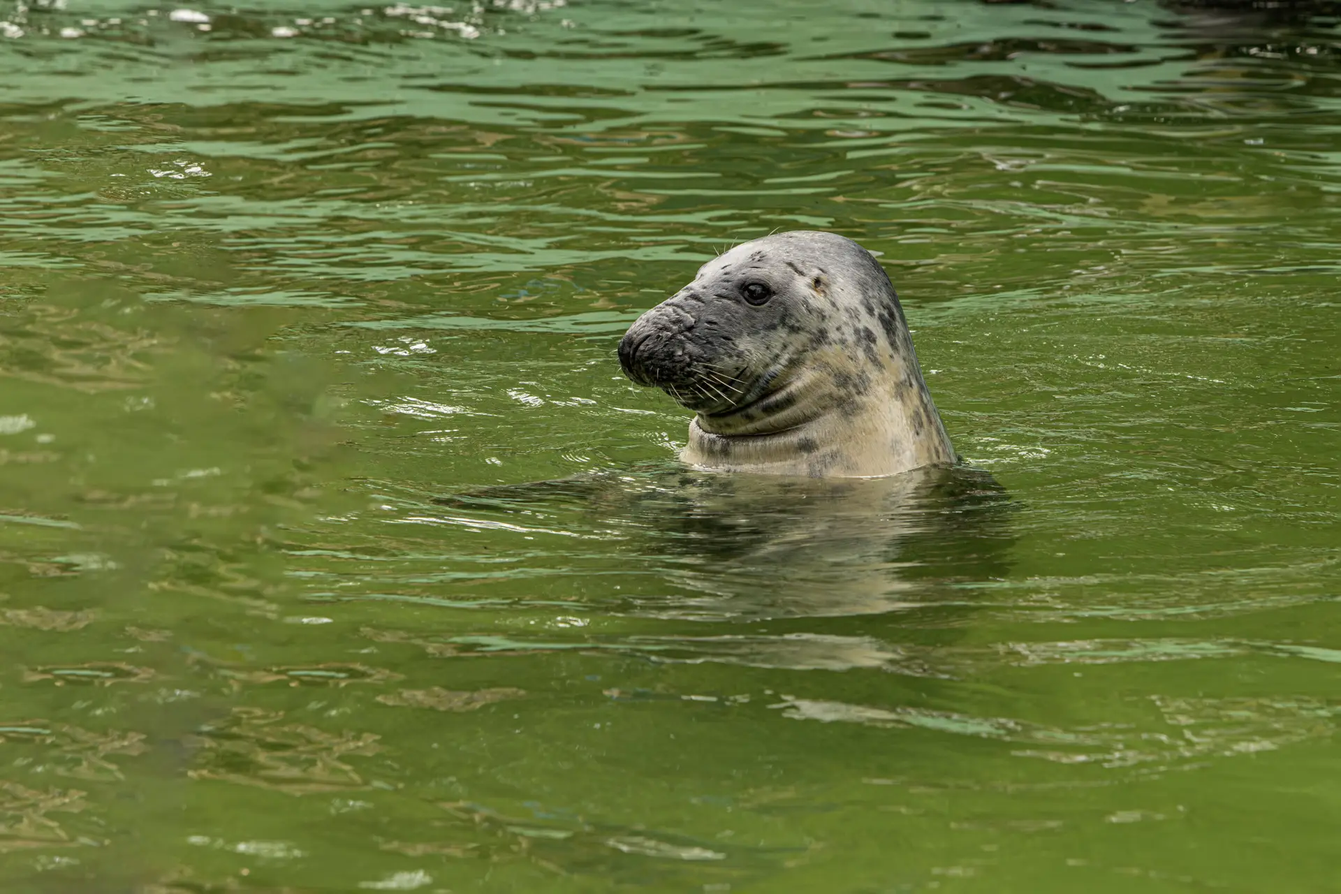 Grey seal (Halichoerus grypus)