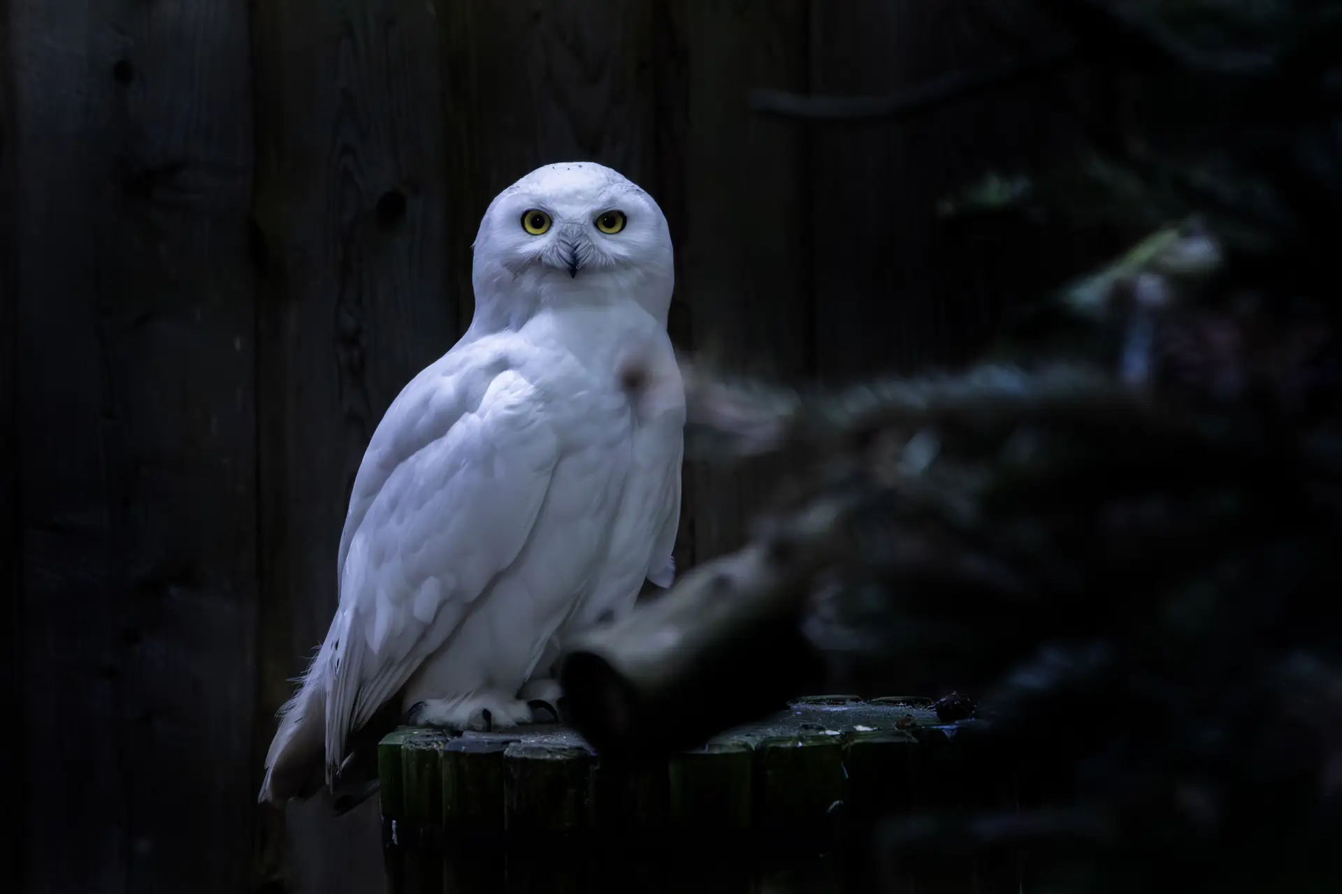 Snowy owl (Bubo scandiacus)