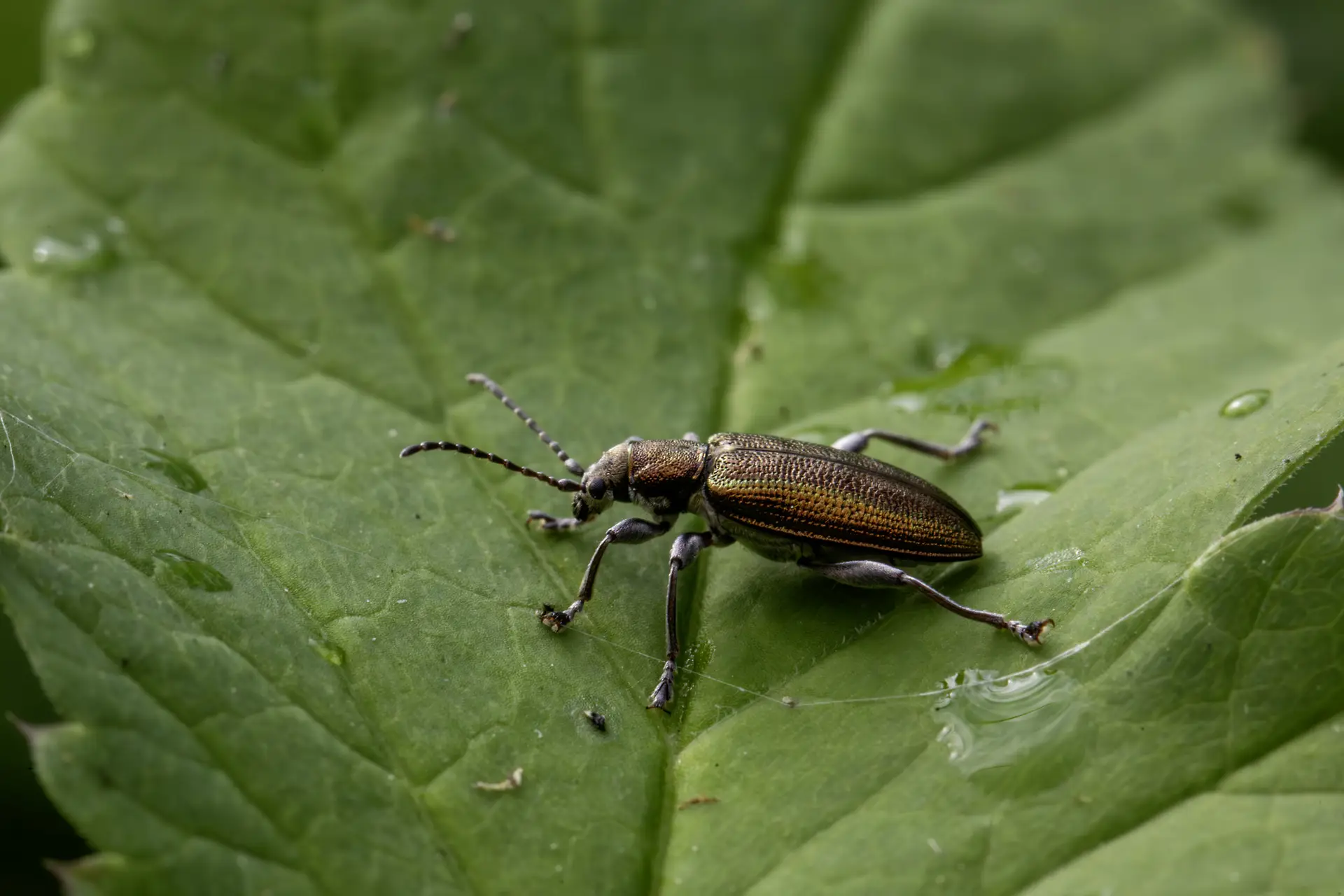 Grooved Leaf Beetle (Donacia semicuprea)