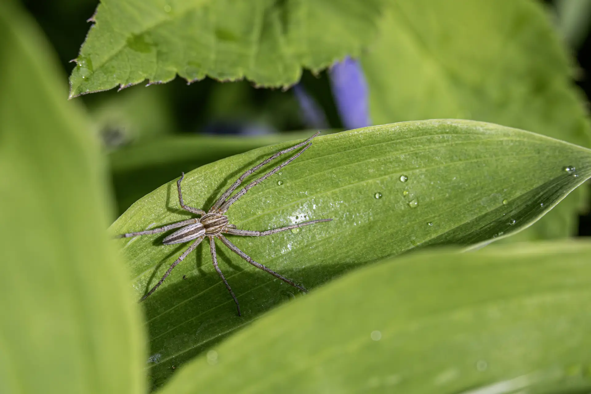 Oblong running spider (Tibellus oblongus)