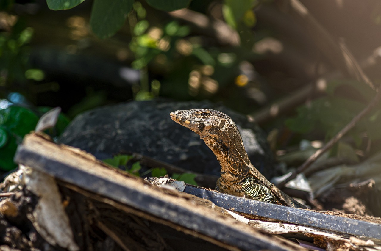 Asian Water Monitor (Varanus salvator)