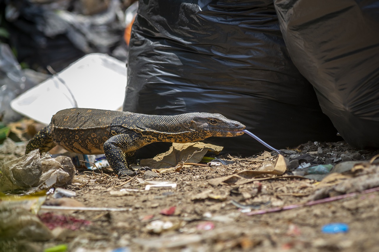 Asian Water Monitor (Varanus salvator)