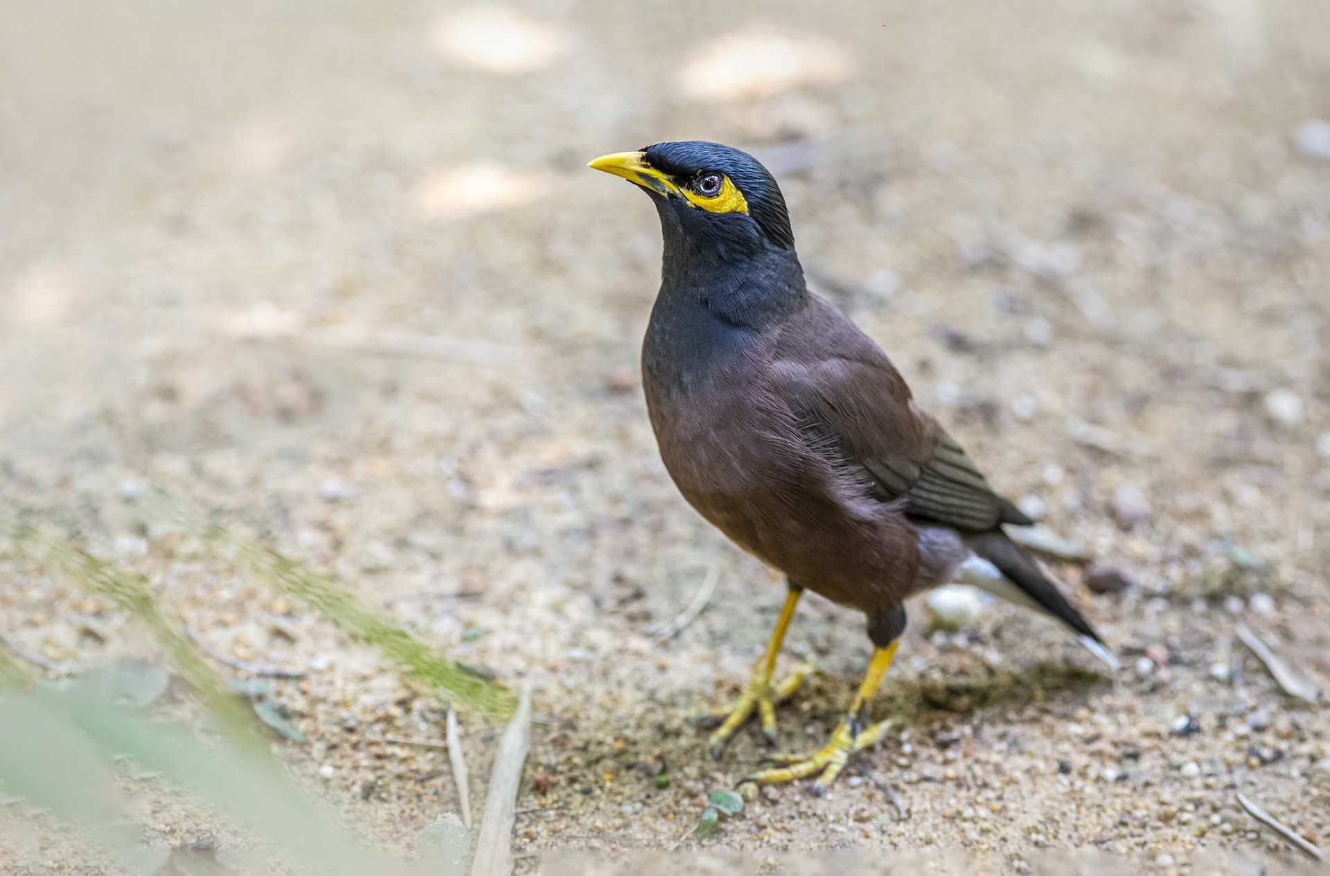 Common myna (Acridotheres tristis)