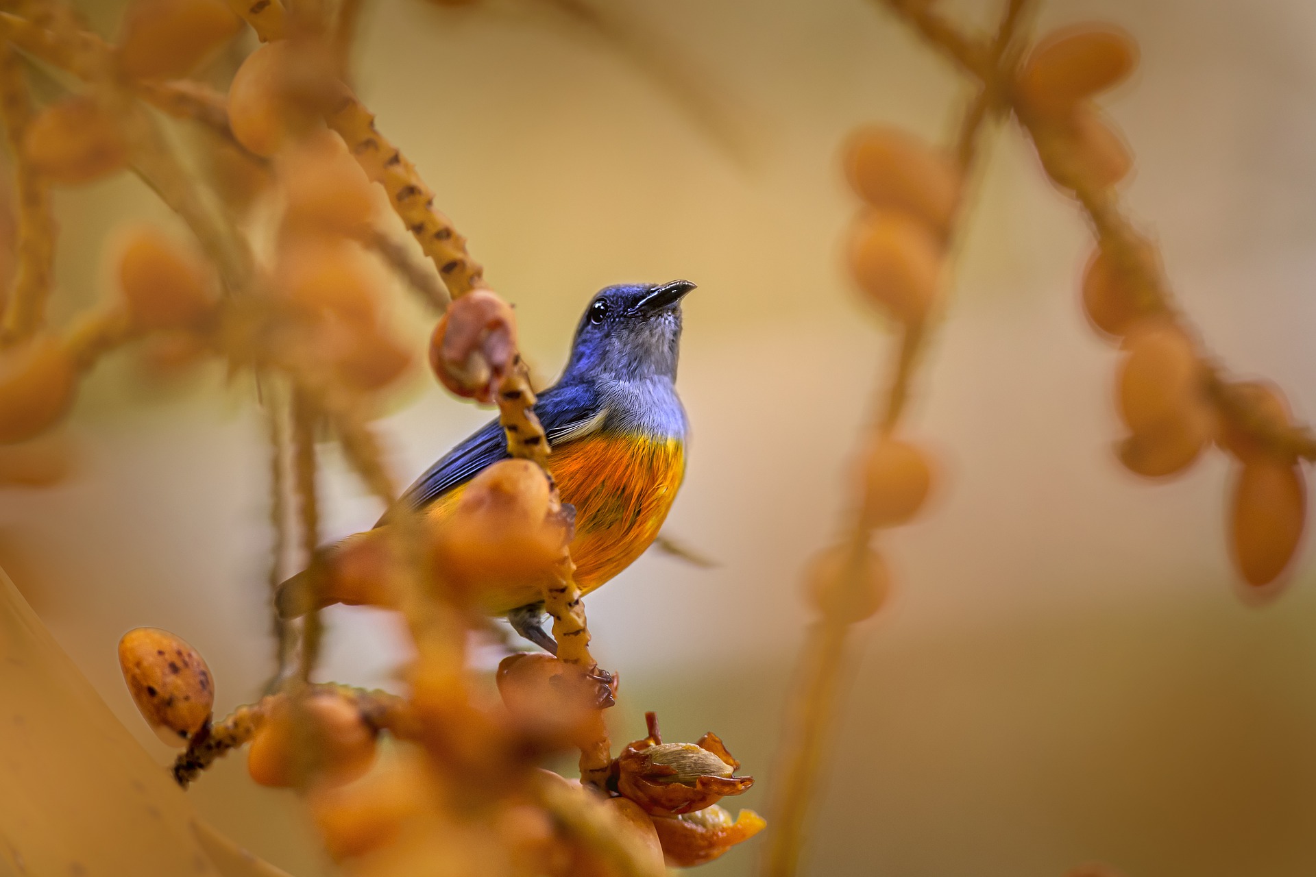 Orange-bellied Flowerpecker (Dicaeum trigonostigma)