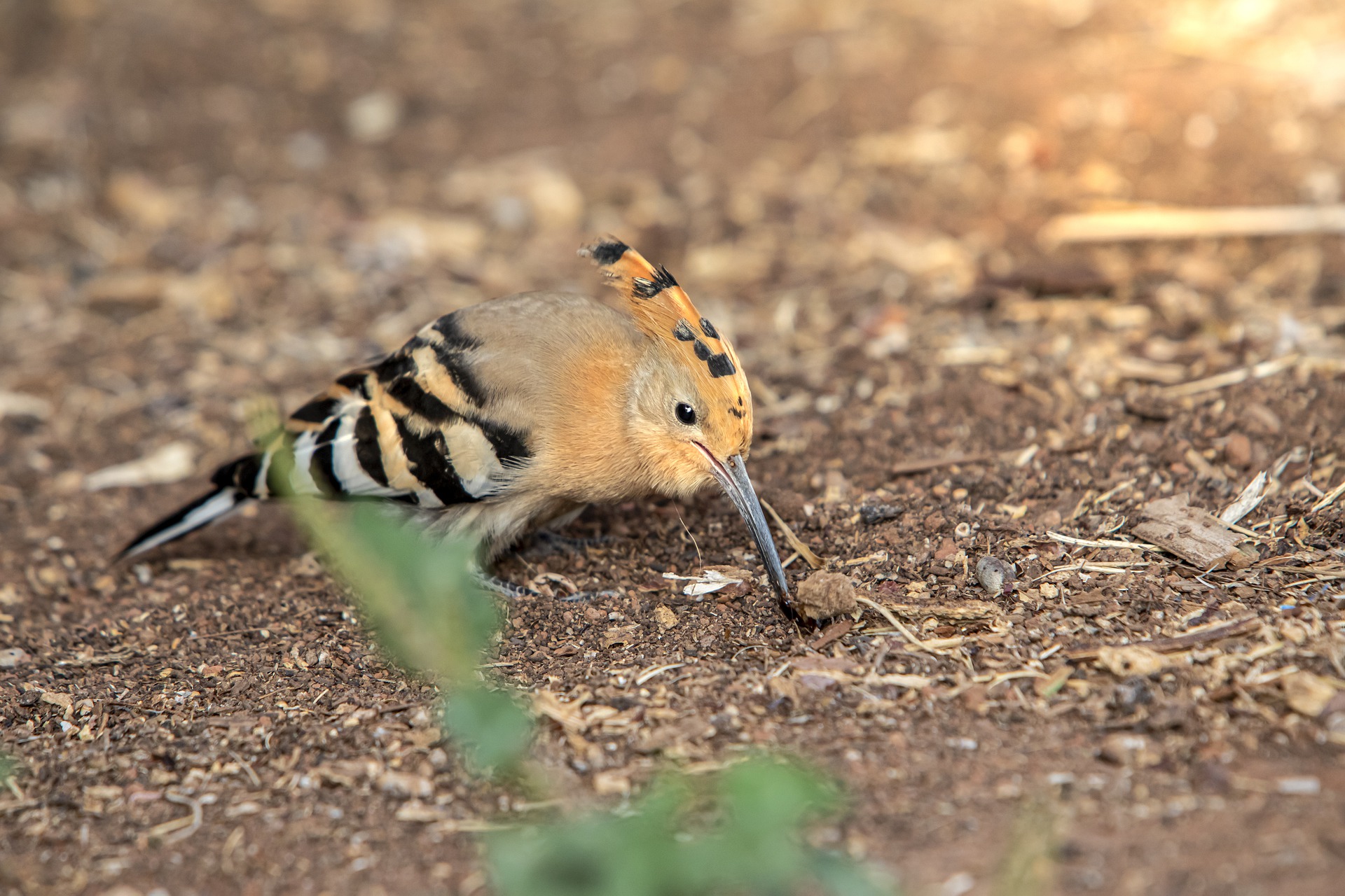 Eurasian hoopoe (Upupa epops)