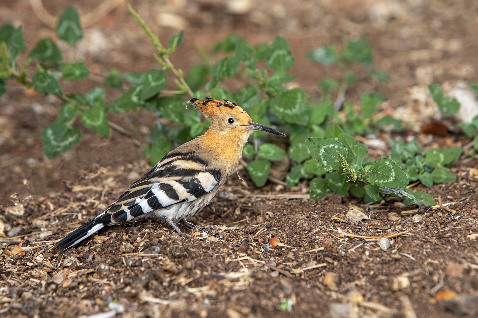 Eurasian hoopoe (Upupa epops)